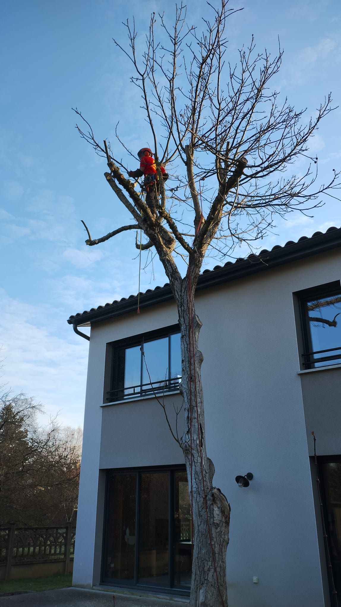 Arbre taillé par un arboriste en tenue rouge près d'une maison moderne