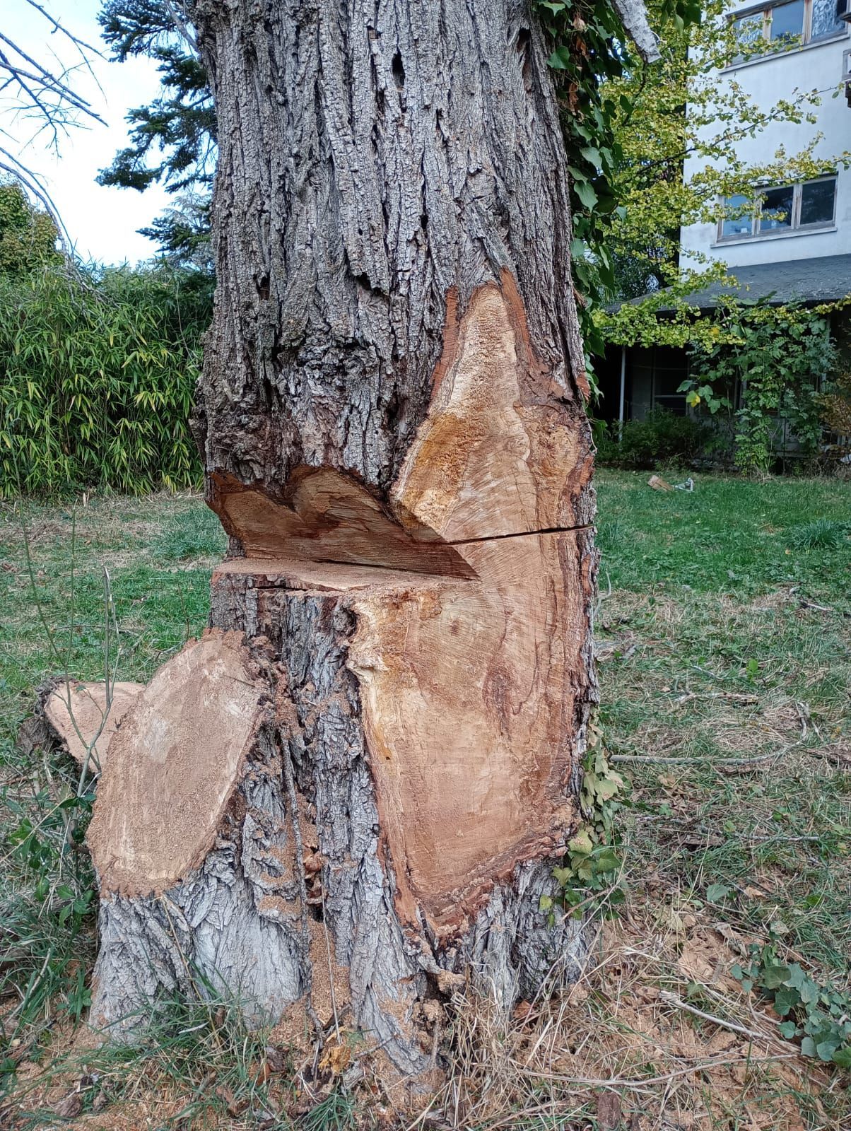 Tronc d'arbre avec de larges plaques d'écorce arrachée dans une cour herbeuse près d'une maison