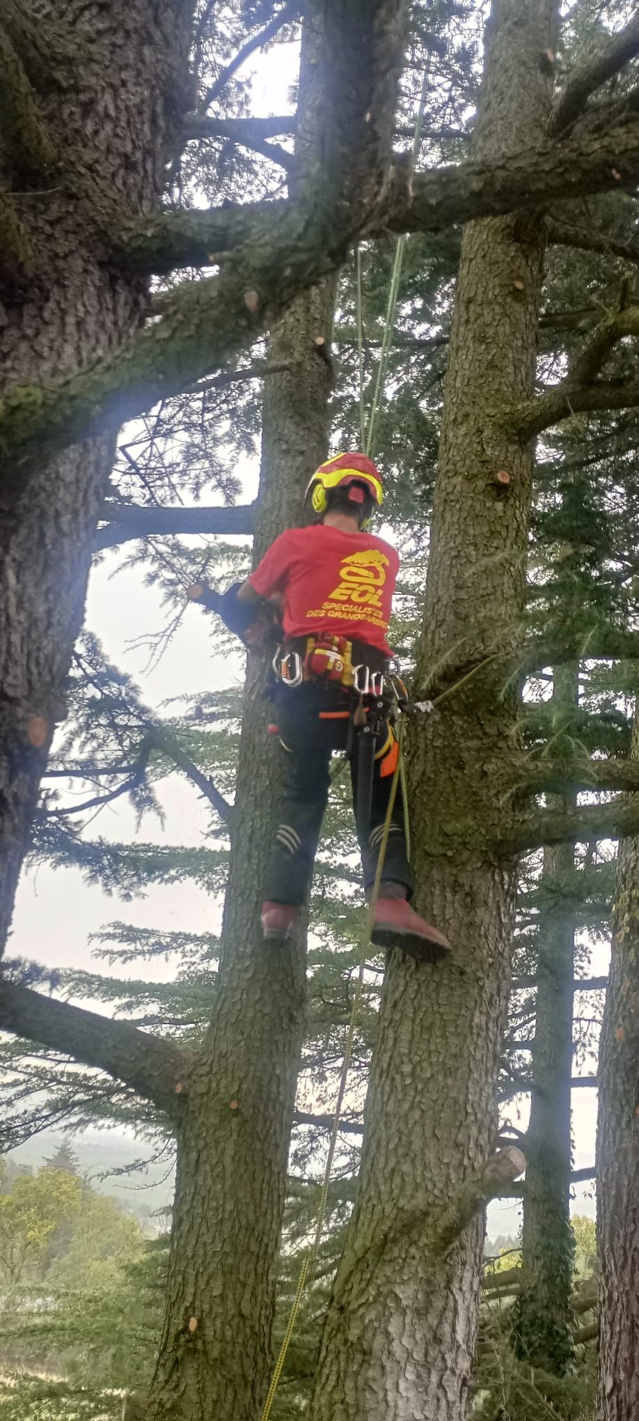 Un grimpeur d'arbres, vêtu d'une tenue et d'un casque rouges, escalade un grand arbre à l'aide de cordes et d'un harnais.