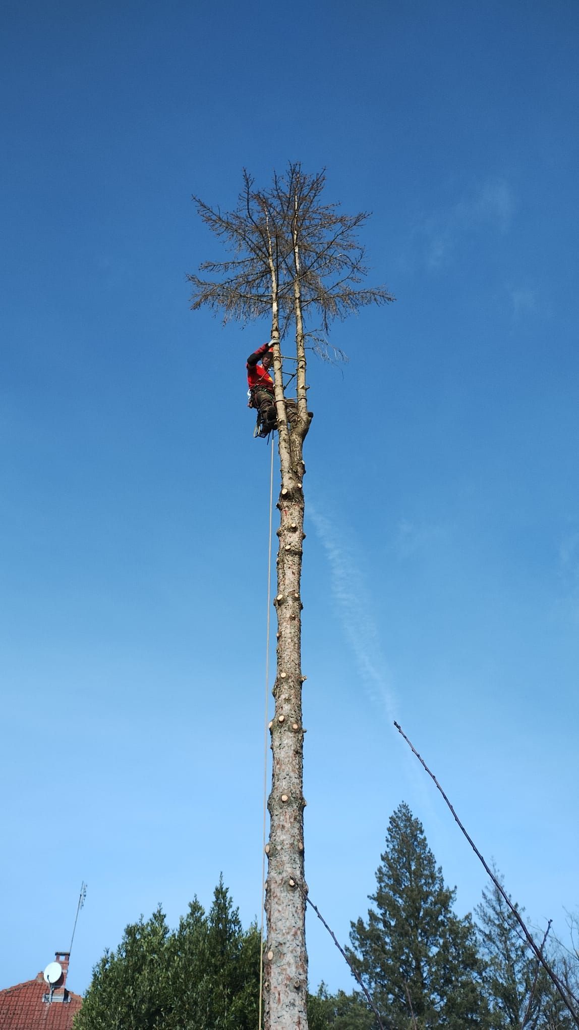 Une personne escalade un grand tronc d'arbre nu se détachant sur un ciel bleu, la cime de l'arbre ayant été sciée.