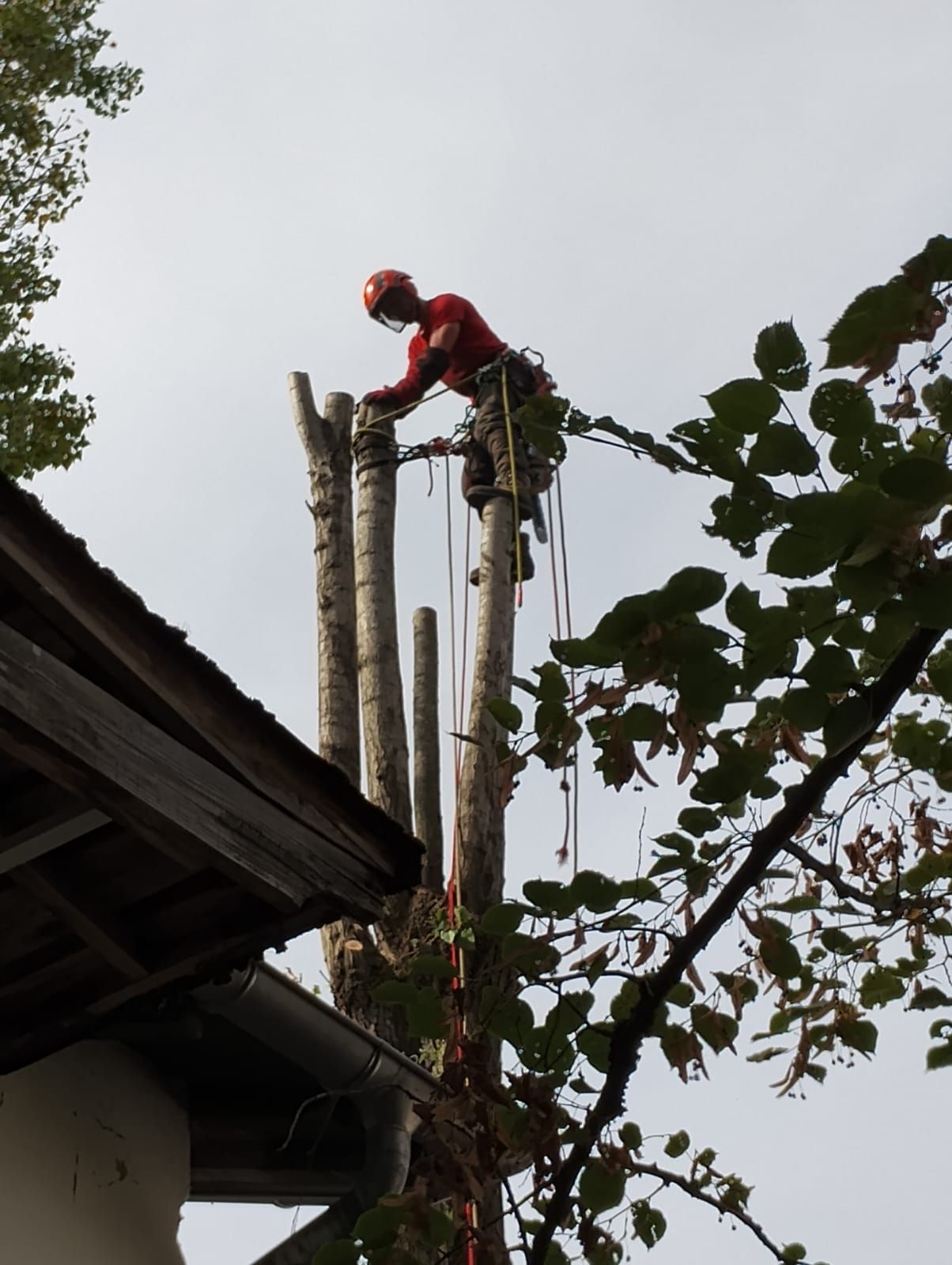 Un ouvrier en tenue de sécurité rouge élague un grand arbre près du toit d'une maison.