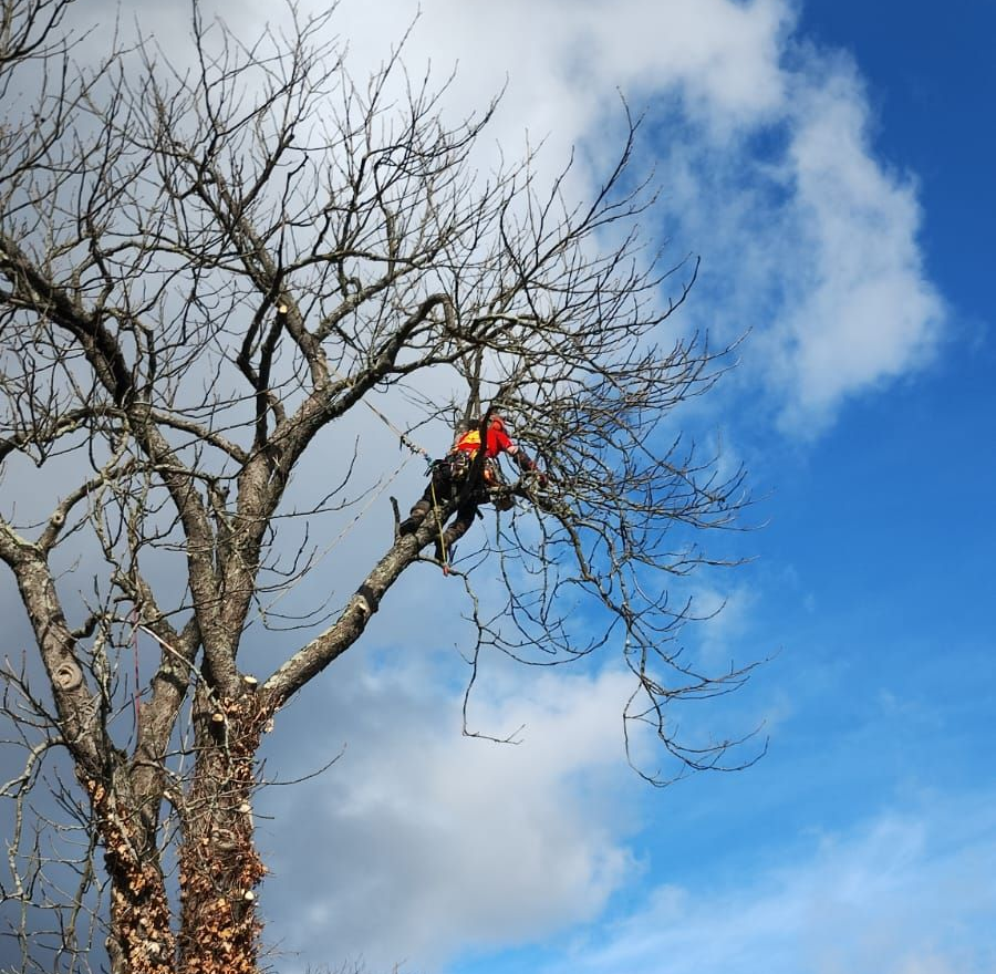 Un arboriste casqué de rouge taille les branches dénudées d'un arbre sur fond de ciel bleu.