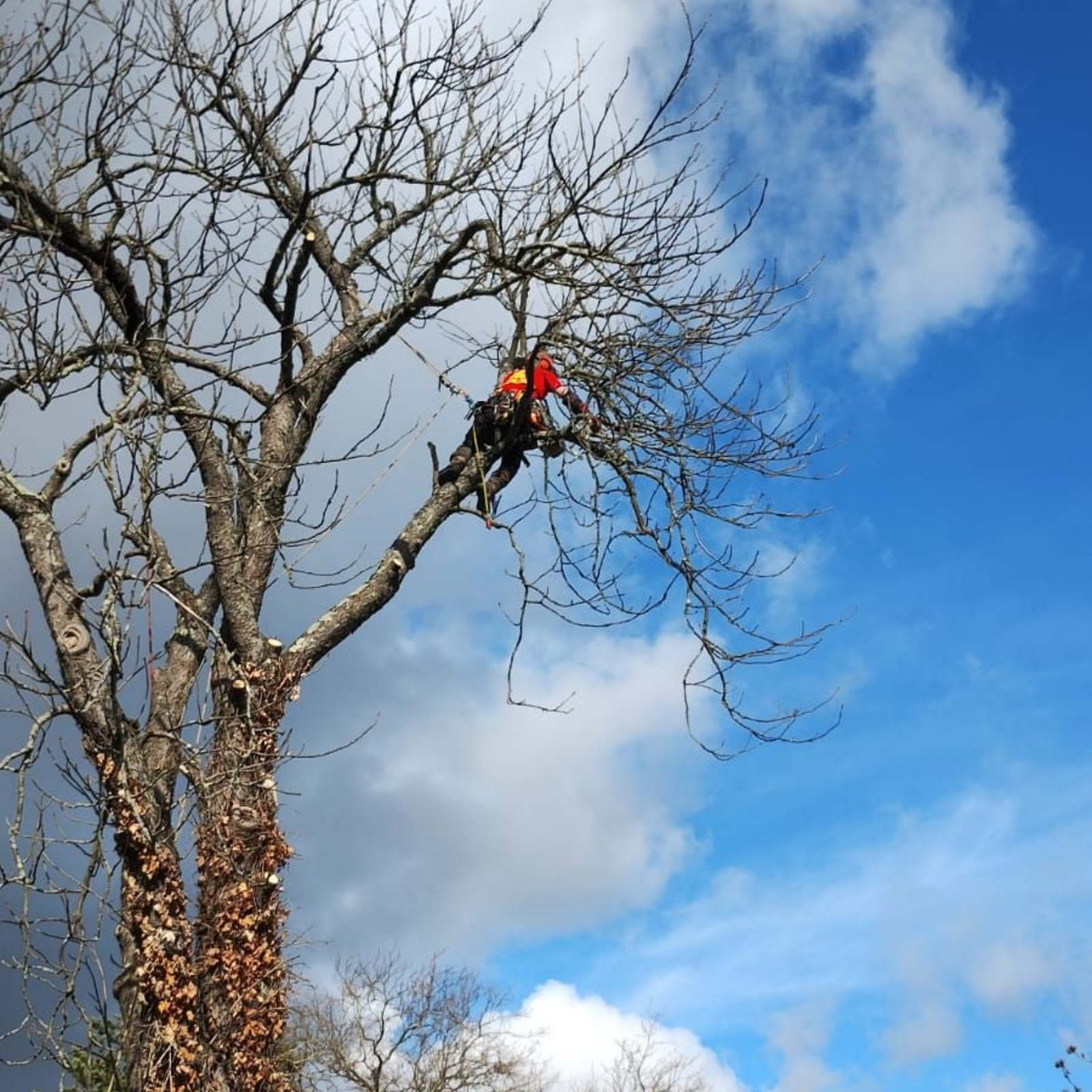 Une personne en veste rouge élague un grand arbre sur fond de ciel bleu.