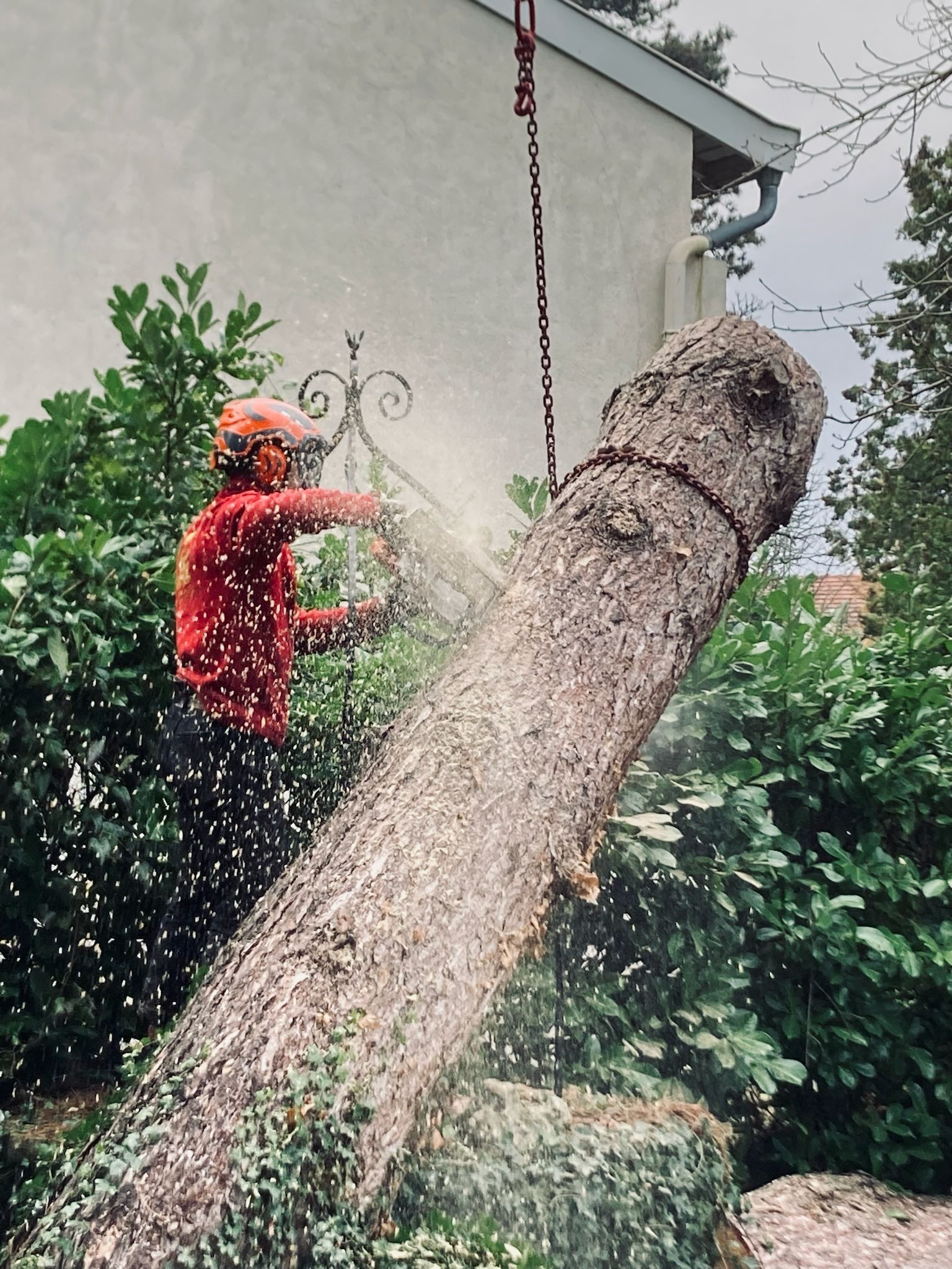 Une personne utilise une tronçonneuse pour abattre un arbre