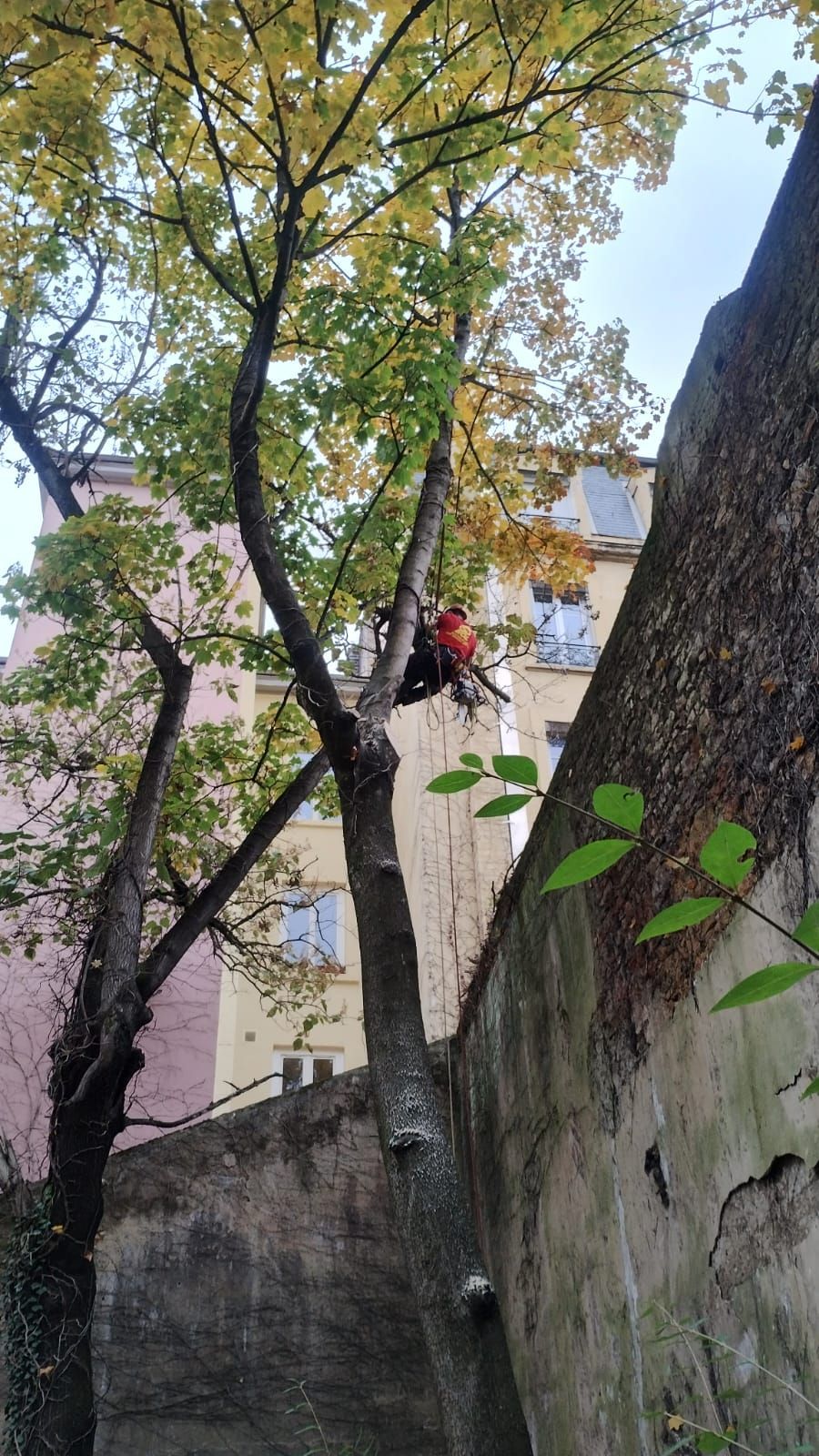 Une personne grimpe à un arbre dans une cour étroite, près de hauts murs de pierre et d'un bâtiment beige, sous des feuilles d'automne.