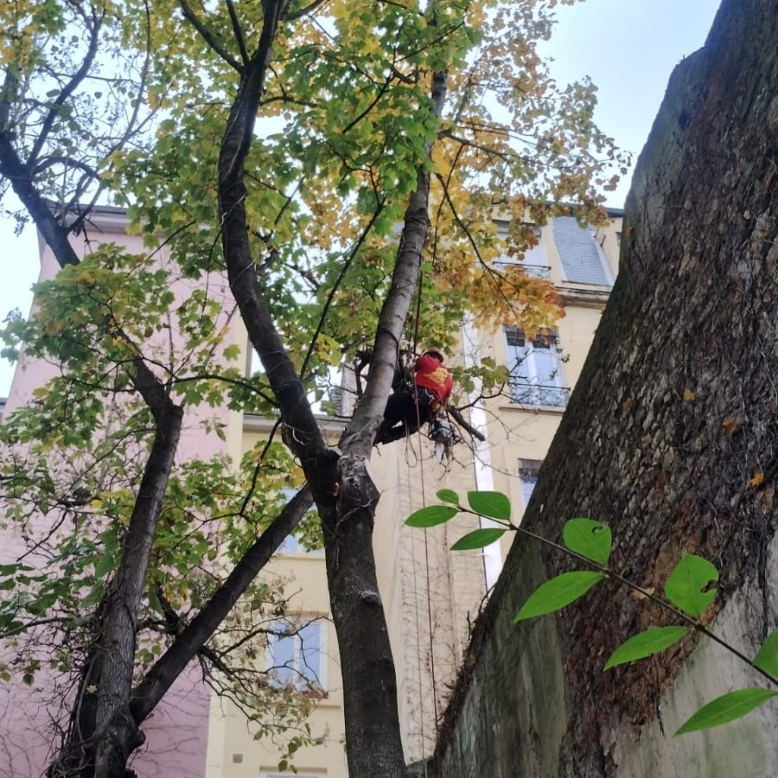 Un élagueur, portant un casque et un harnais rouges, taille des branches près d'un bâtiment.