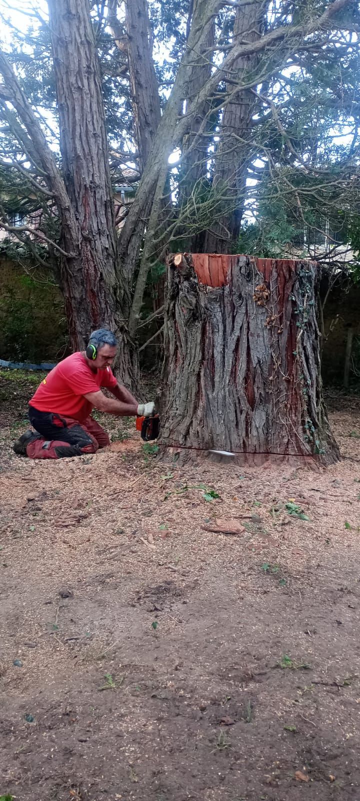 Une personne vêtue d'une chemise rouge est accroupie près d'une grosse souche d'arbre dans une zone boisée.