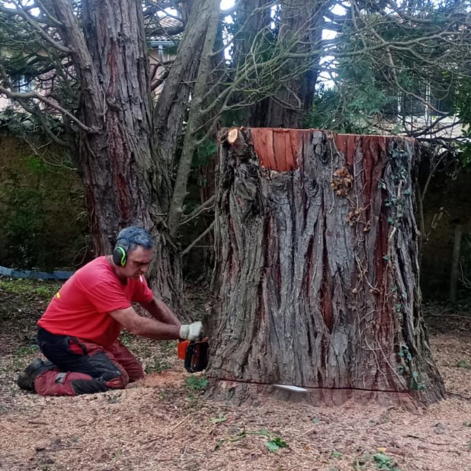 Une personne est accroupie près d'une grosse souche d'arbre dans une zone boisée.