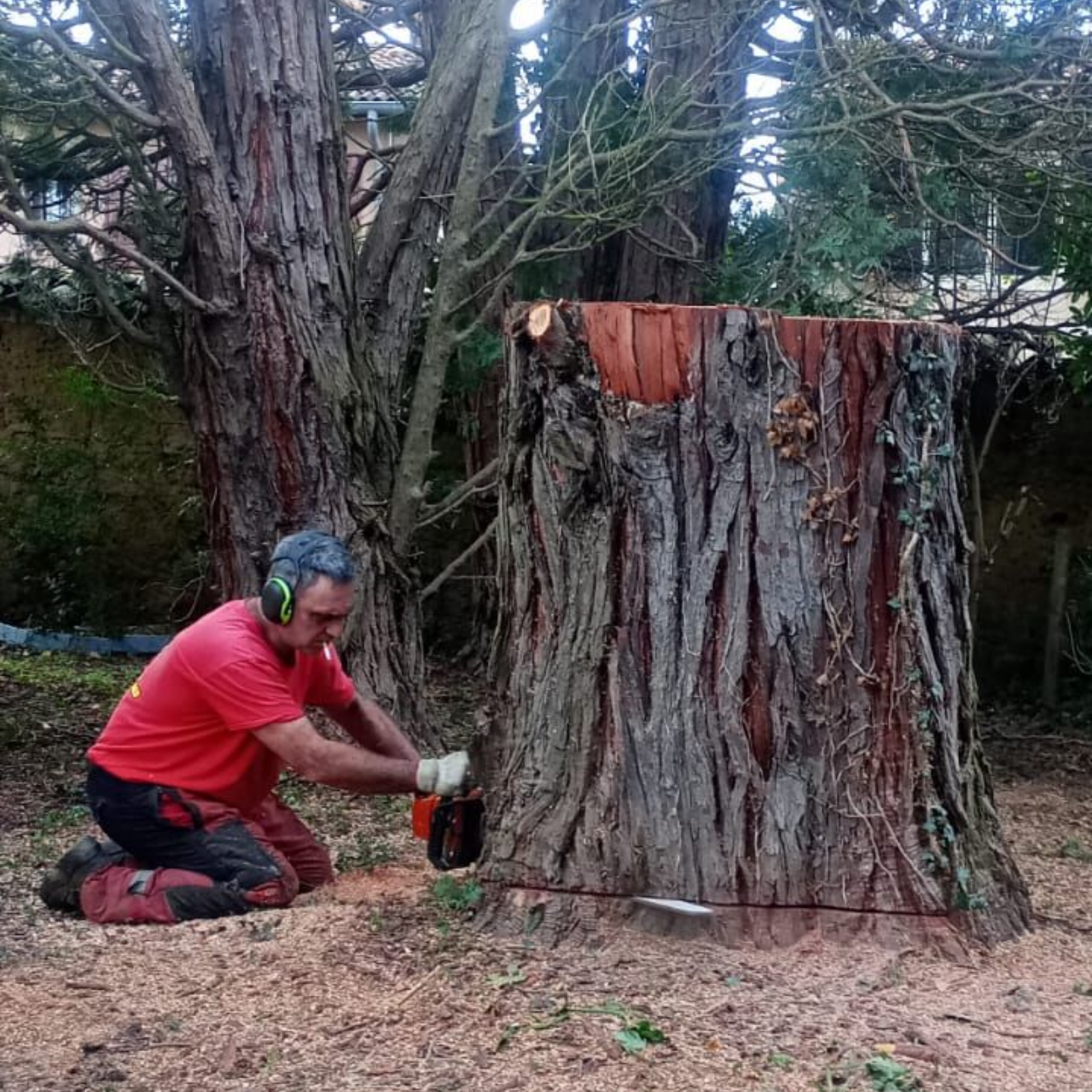Une personne vêtue de rouge est accroupie près d'une grosse souche d'arbre dans une zone boisée, utilisant un outil pour couper ou dégager des débris.
