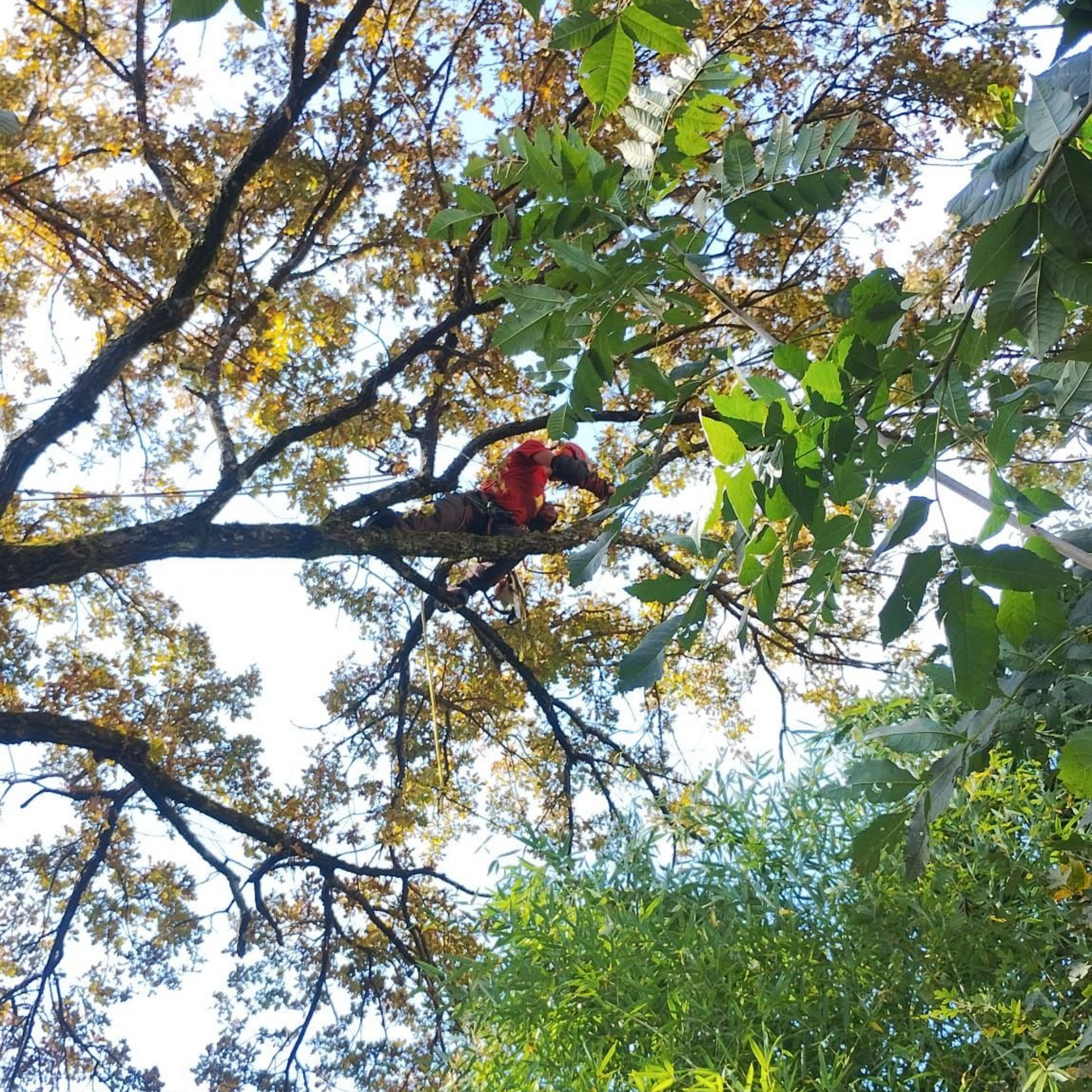 Une personne en veste rouge assise parmi les branches d'un arbre, sous une canopée verdoyante.