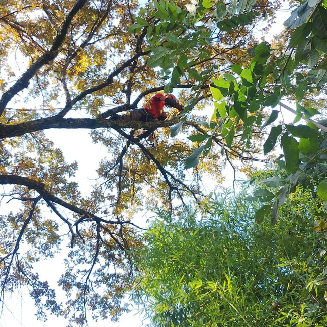 Personne vêtue de rouge perchée sur une branche d'arbre au milieu de feuilles vertes et jaunes, vue d'en bas