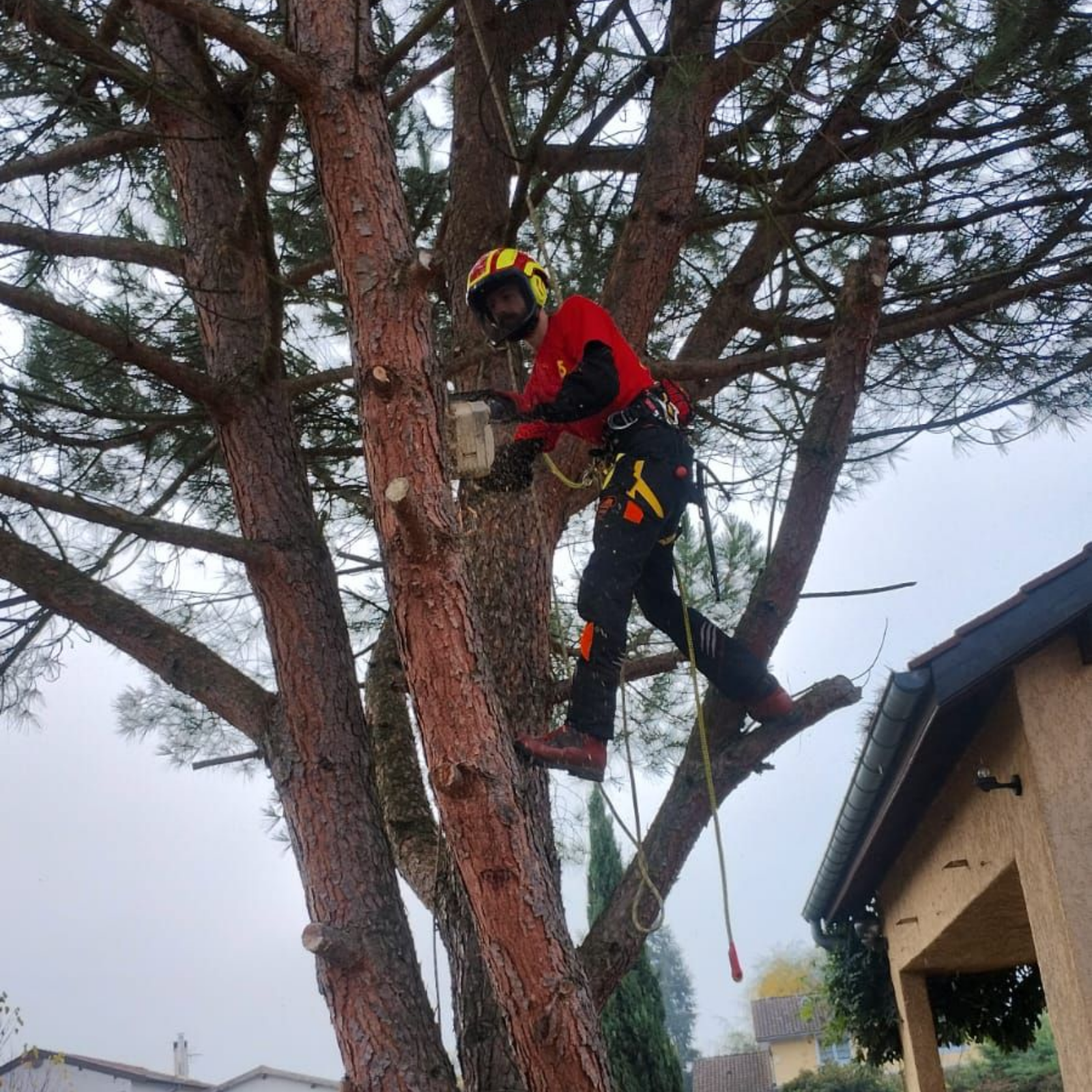 Un ouvrier en tenue de sécurité rouge grimpe à un grand arbre près d'une maison, avec un camion et du matériel en contrebas.