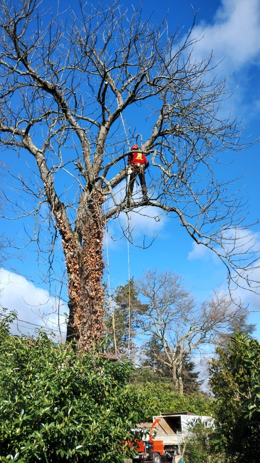 Un arboriste en harnais orange taille les branches d'un arbre dénudé, haut perché sur un ciel bleu.