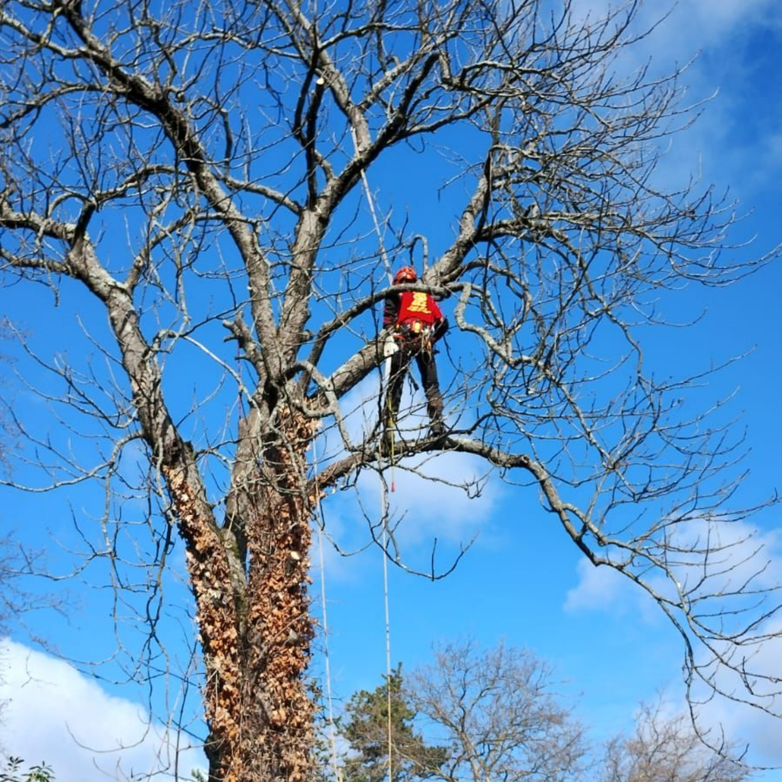 Un élagueur taille un grand arbre sans feuilles sur fond de ciel bleu