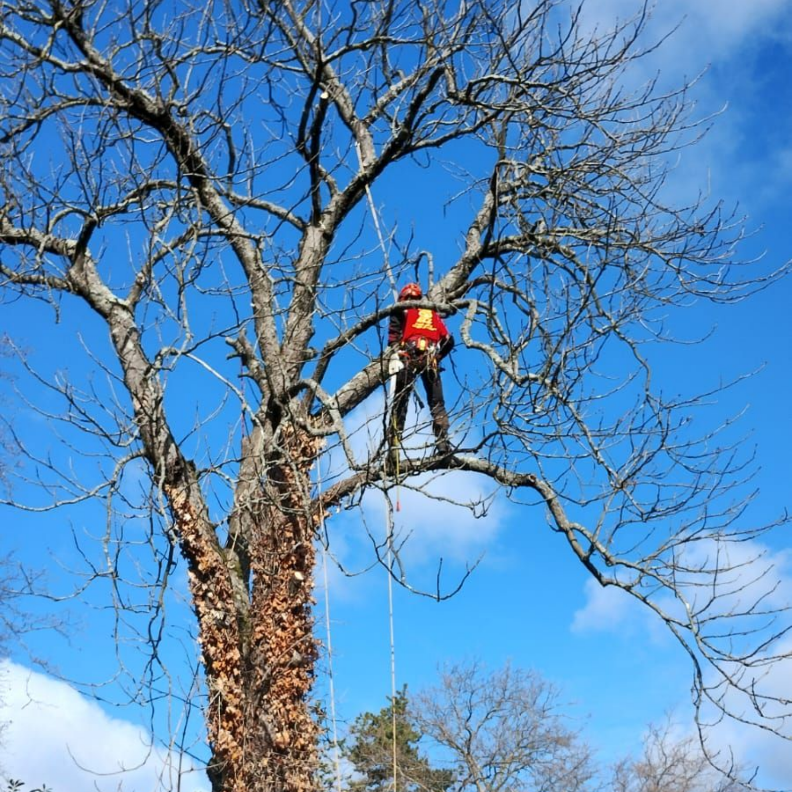 Un arboriste en harnais orange élague un grand arbre sur fond de ciel bleu, avec une maison en contrebas.