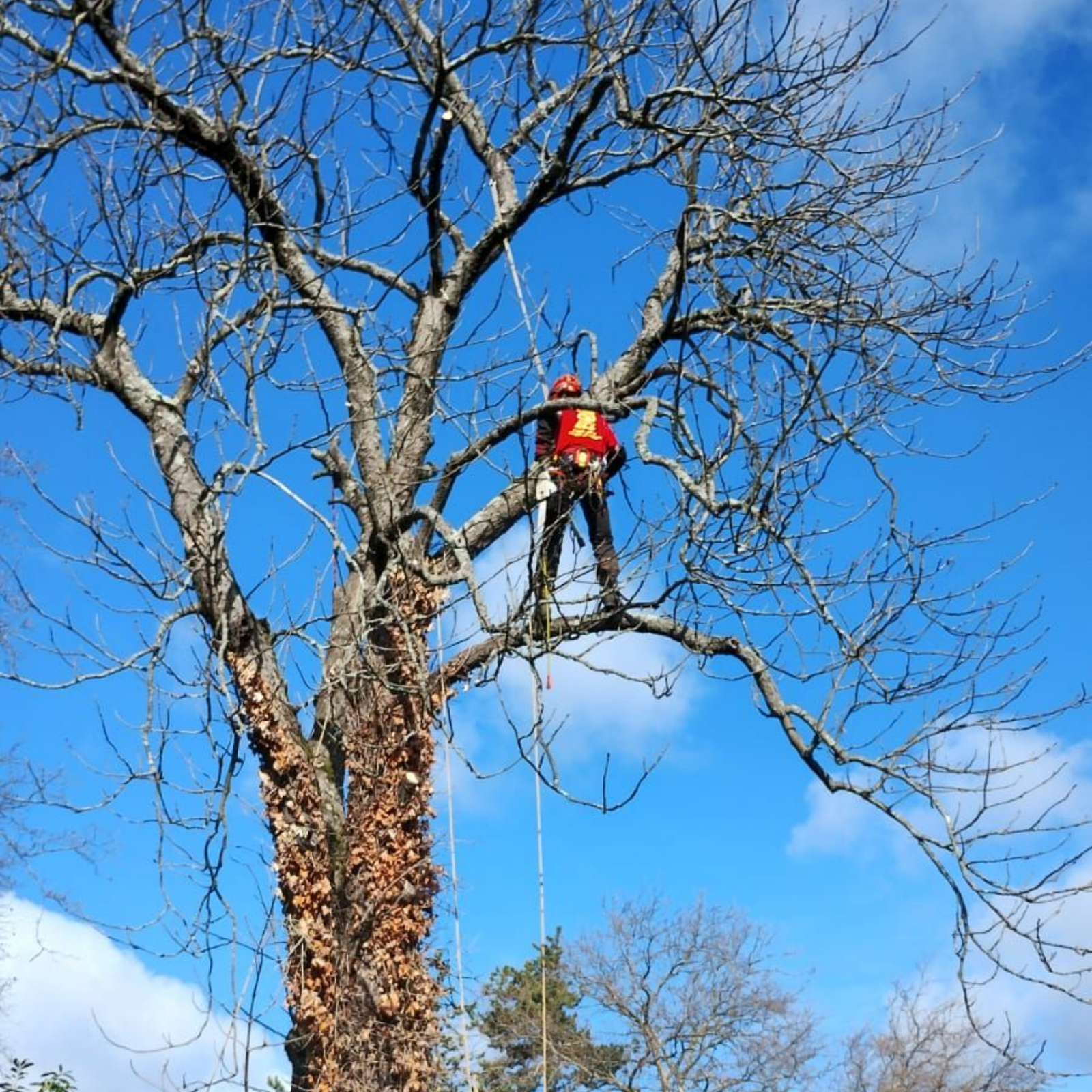 Un élagueur taille un grand arbre sans feuilles sur fond de ciel bleu éclatant