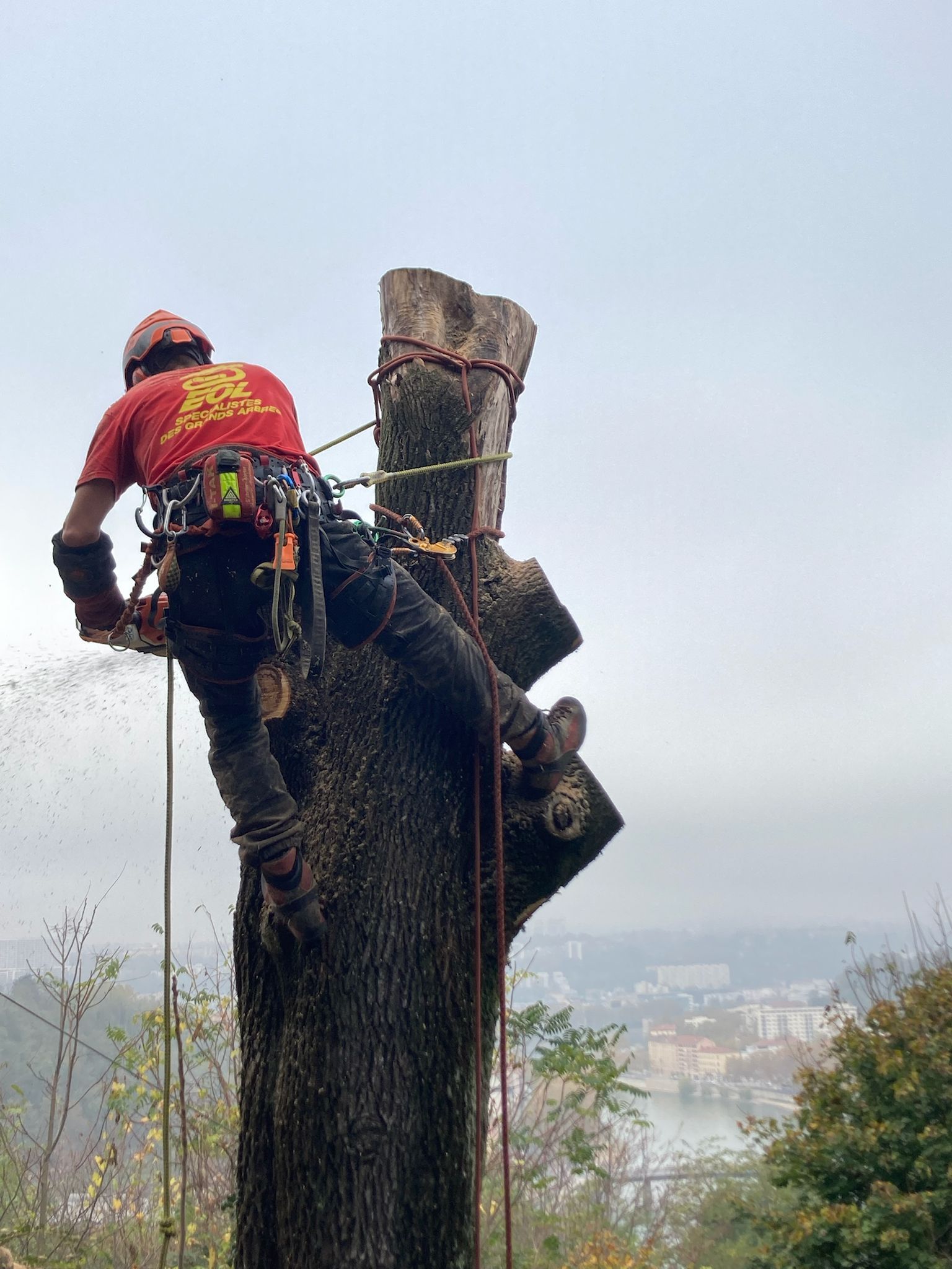 Une personne casquée utilise une tronçonneuse pour couper un tronc d'arbre dans une zone boisée.