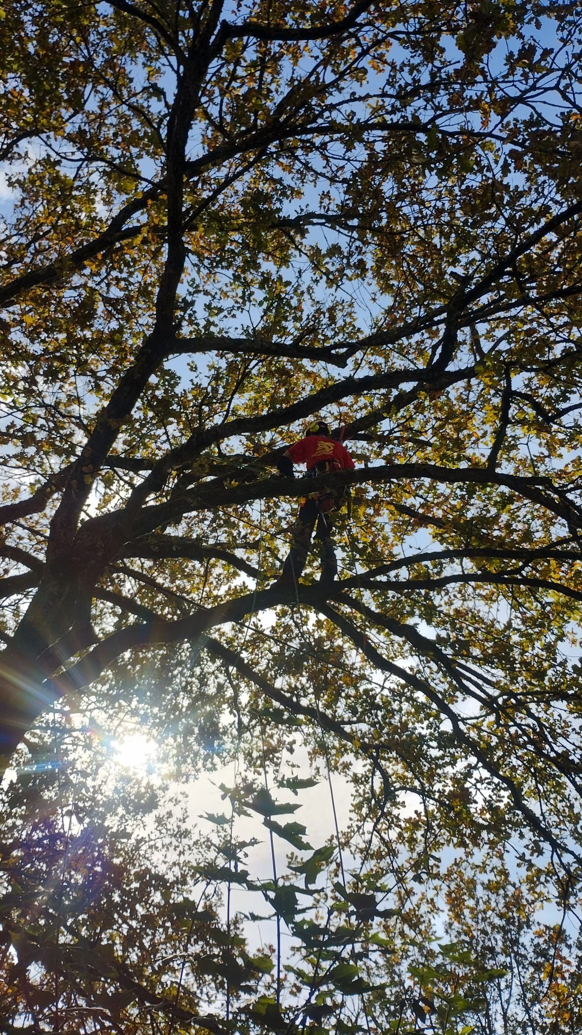 Élagueur grimpeur dans un arbre