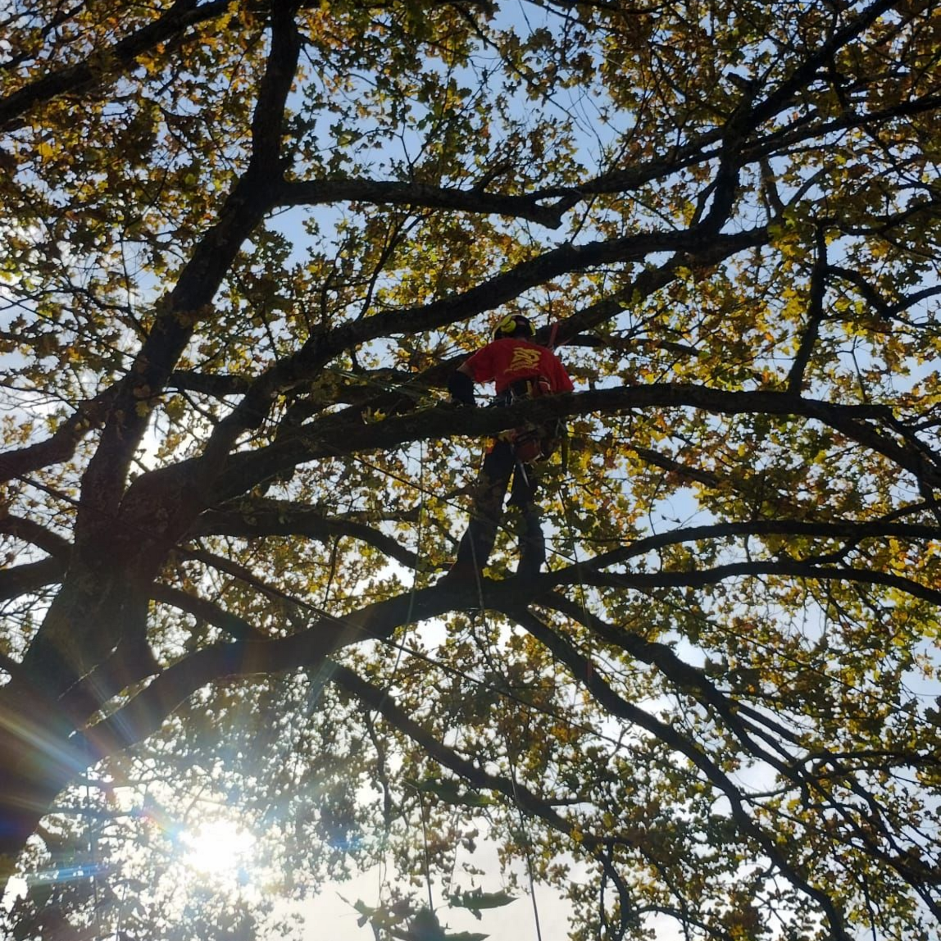 La lumière du soleil filtre à travers les branches d'un arbre aux feuilles jaunes,un homme en rouge est accroché