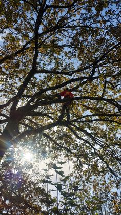 Élagueur grimpeur dans un arbre