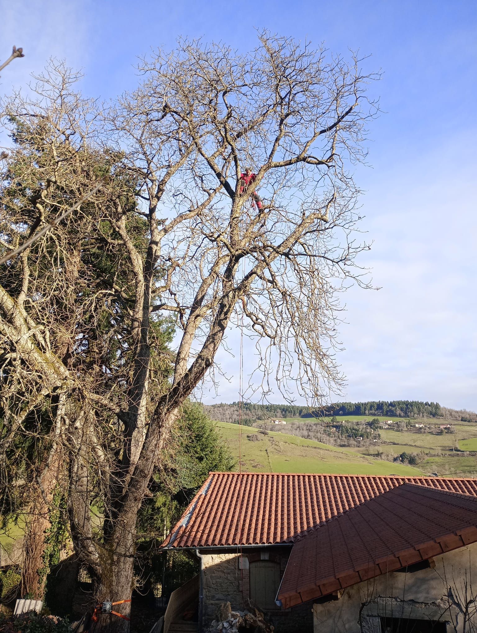Arbre sans feuilles près d'un toit de tuiles rouges, avec des collines et un ciel bleu en arrière-plan.