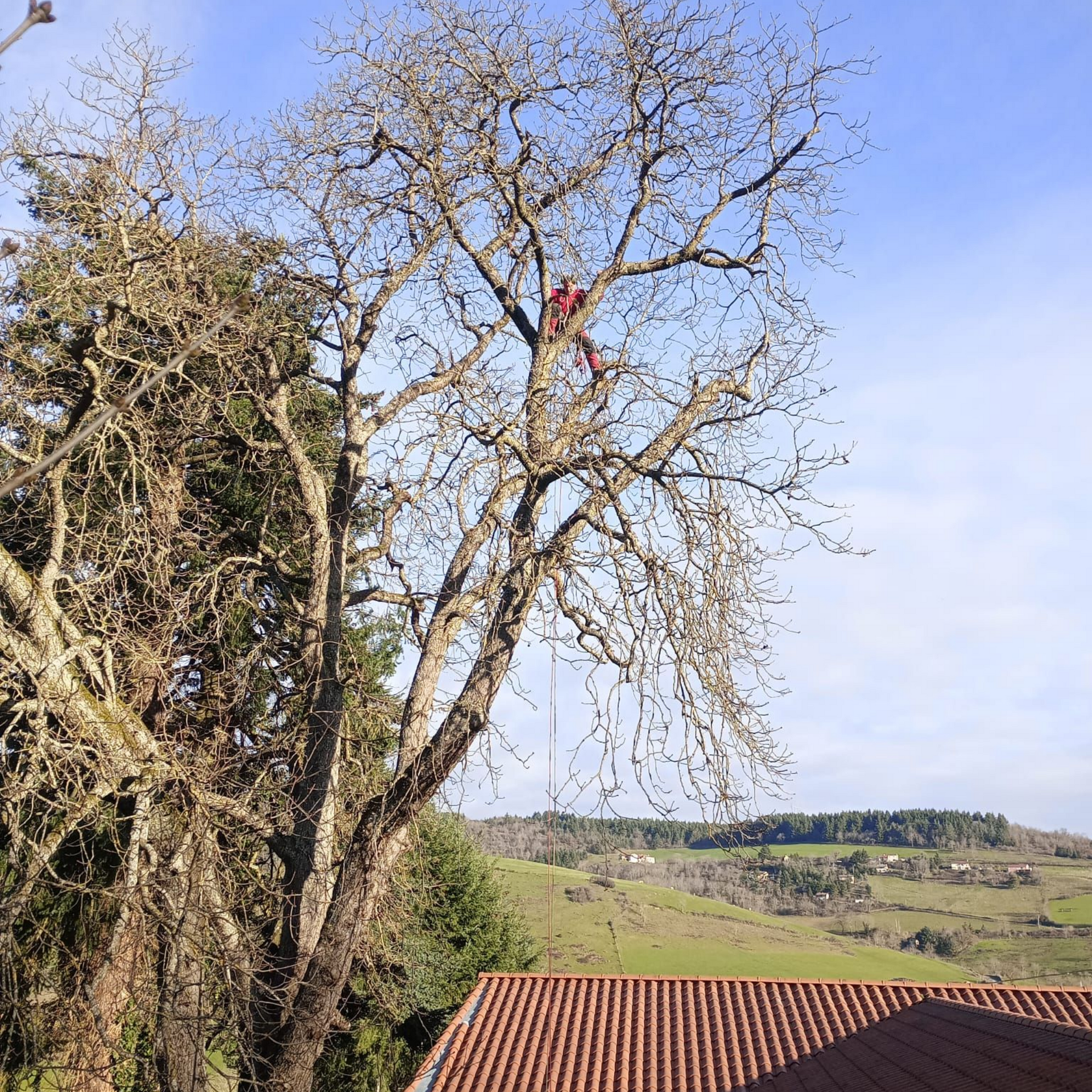 Arbre sans feuilles au-dessus d'un toit de tuiles rouges, avec des collines et un ciel bleu en arrière-plan.