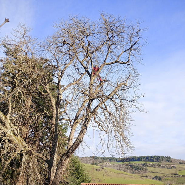 Arbre sans feuilles avec un arboriste grimpeur perché parmi les branches, sur un flanc de colline rurale sous un ciel bleu.
