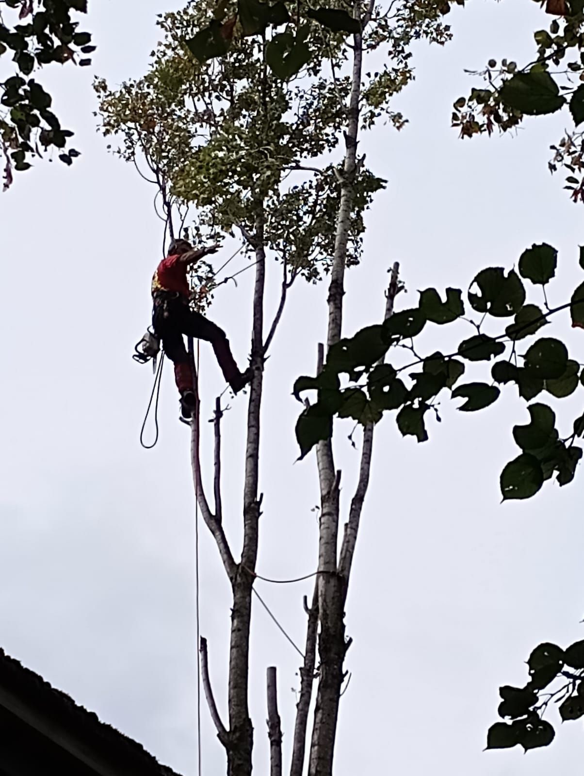 Un élagueur portant un casque rouge coupe des branches en hauteur.