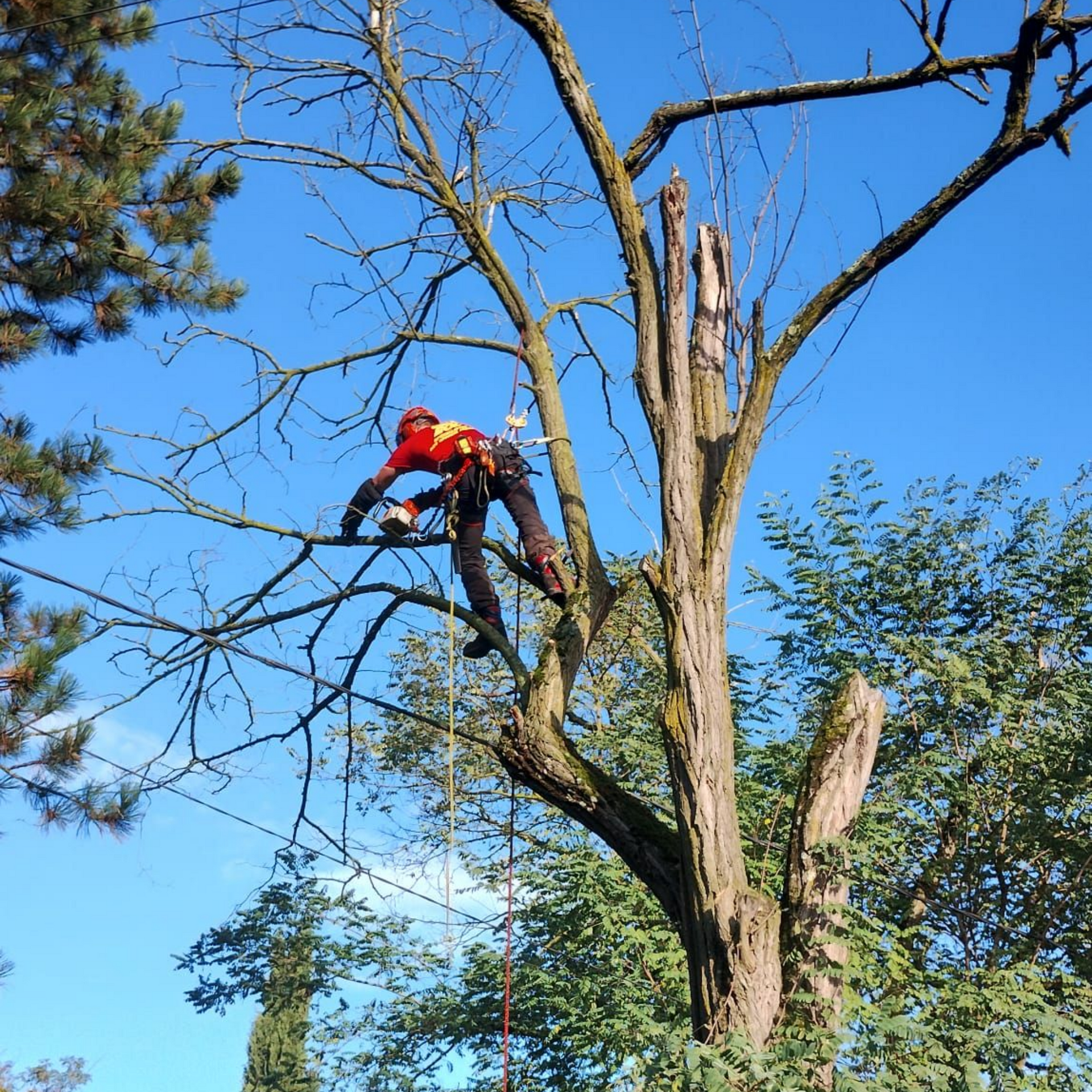 Un arboriste en veste orange taille un grand arbre sur fond de ciel bleu clair.