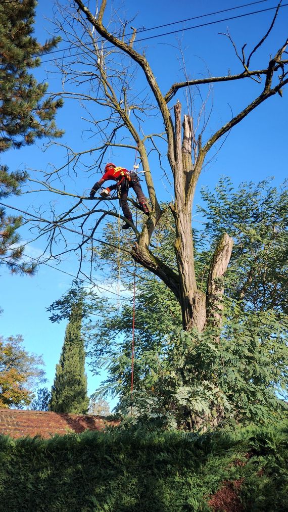 Arboriste en tenue orange coupant des branches en haut d'un arbre dénudé sur fond de ciel bleu