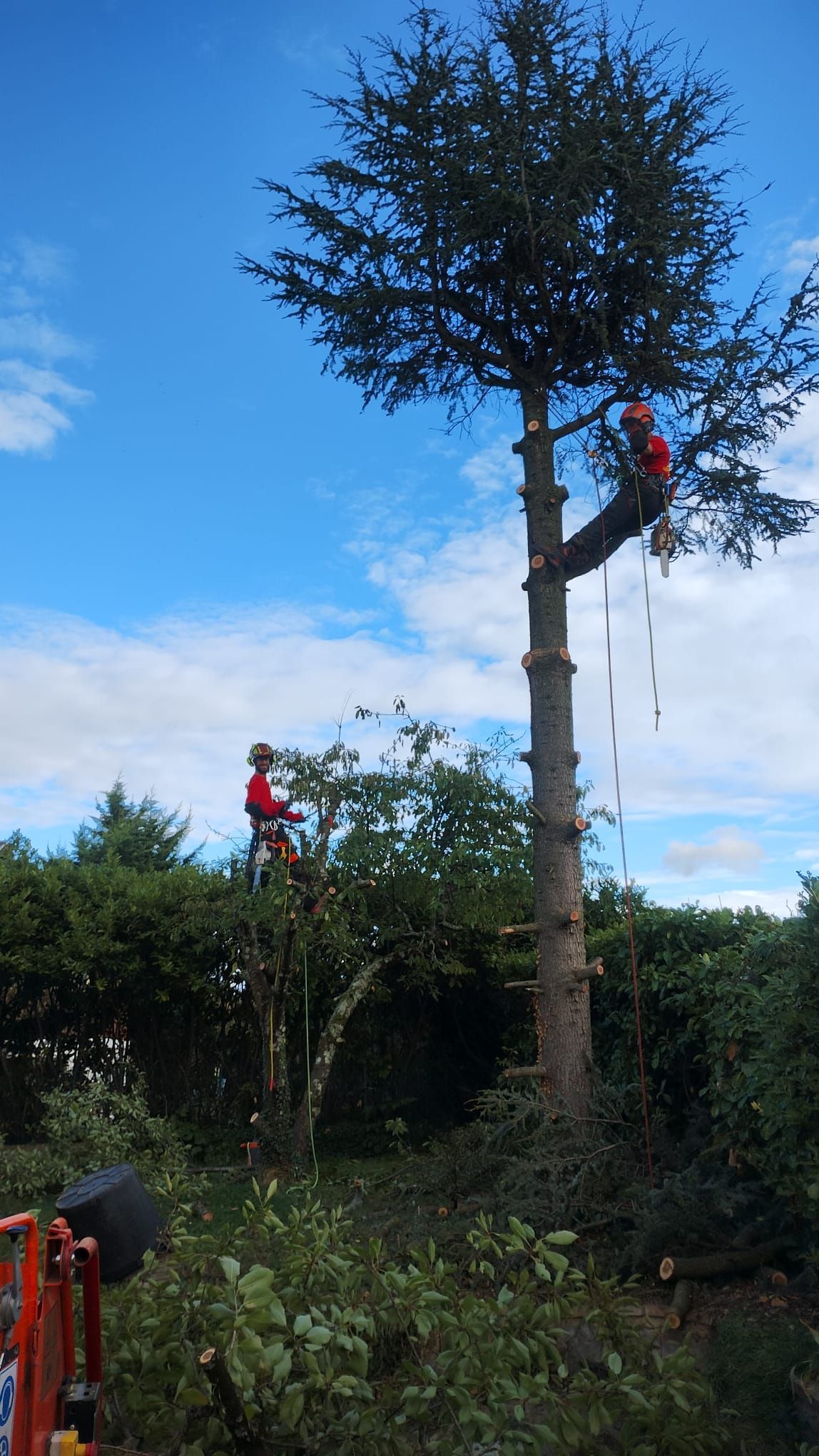 Deux ouvriers élaguent un grand arbre, l'un dans la cime et l'autre en dessous, sous un ciel bleu.