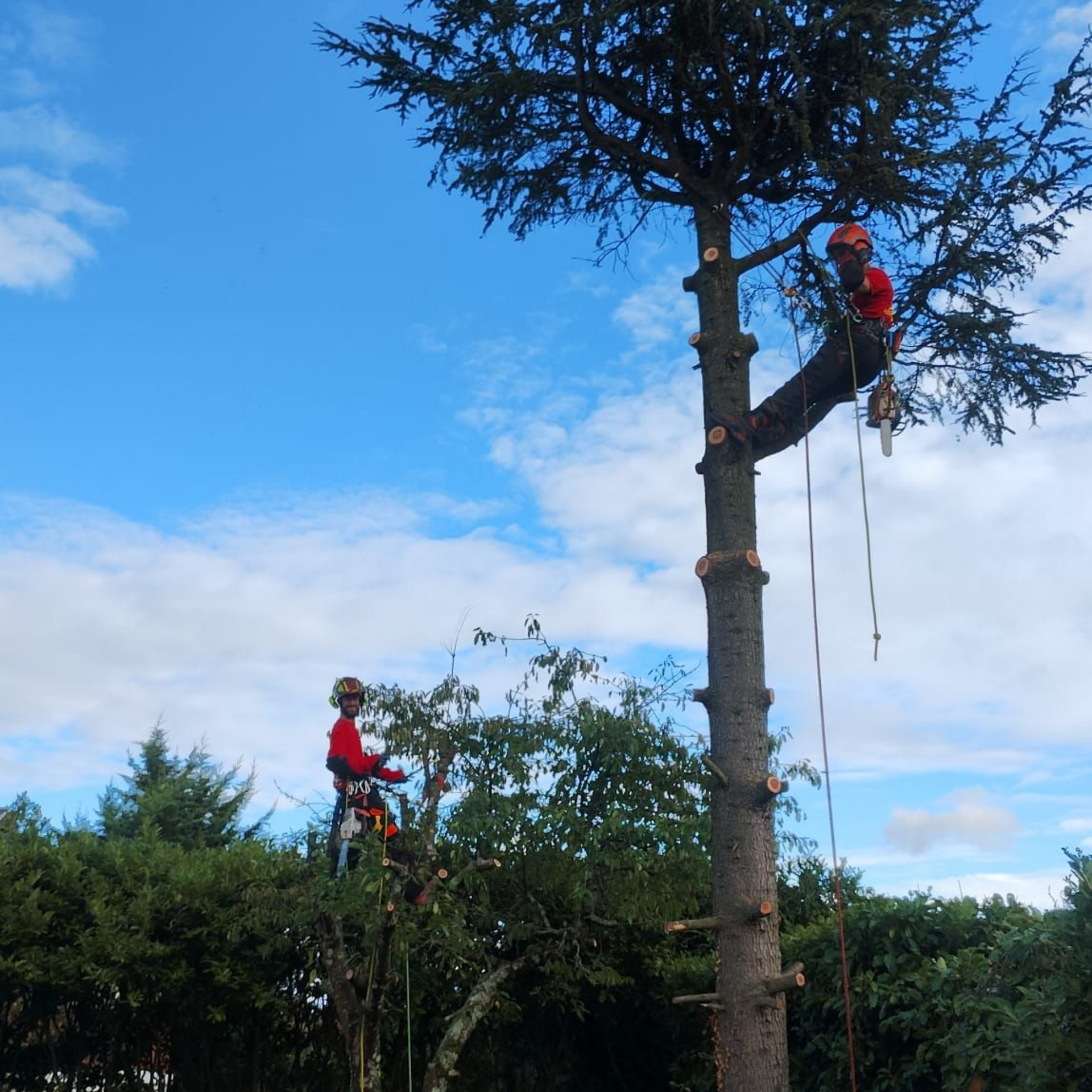 Deux arboristes en tenue rouge taillent un grand arbre sur fond de ciel bleu.