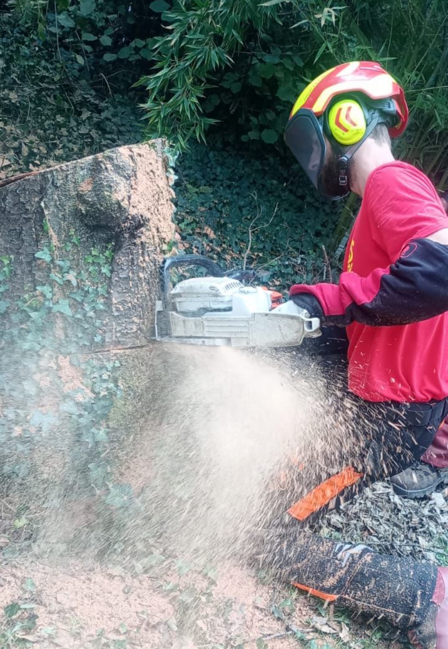 Une personne utilise une tronçonneuse pour couper un tronc d'arbre dans une zone boisée, projetant de la sciure.