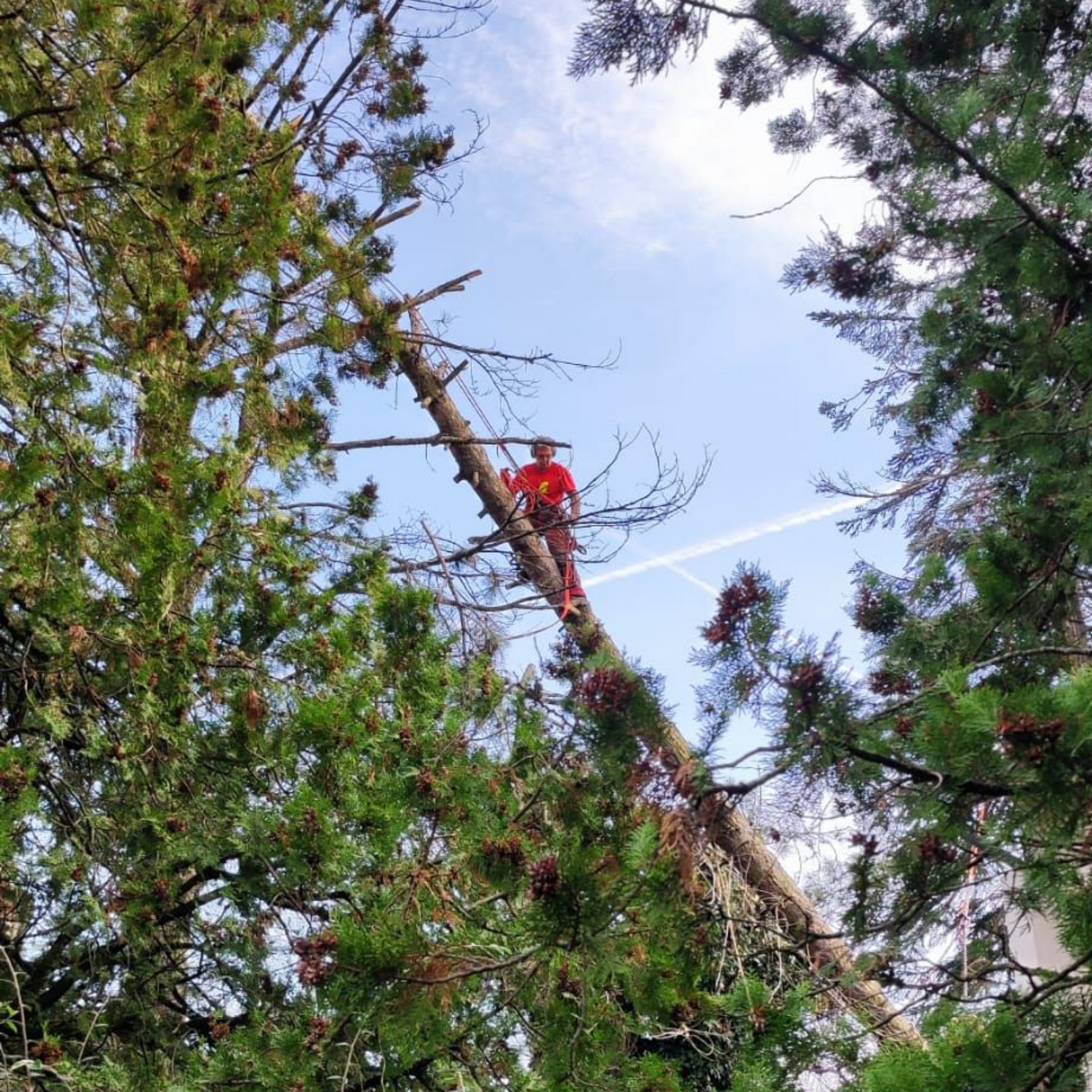 Une personne vêtue de rouge taille un arbre haut perché parmi les branches de pins