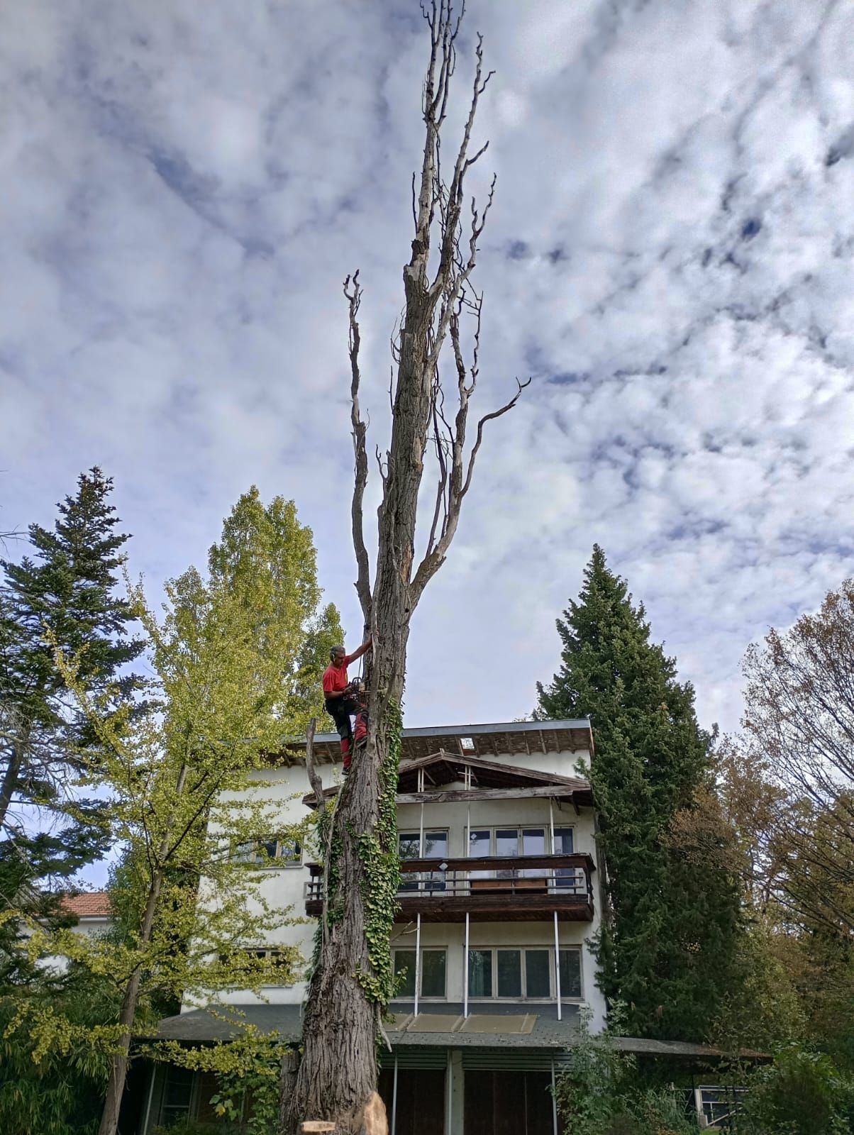 Un ouvrier grimpe à un grand arbre près d'une maison, avec un autre grand arbre et un ciel nuageux en arrière-plan.