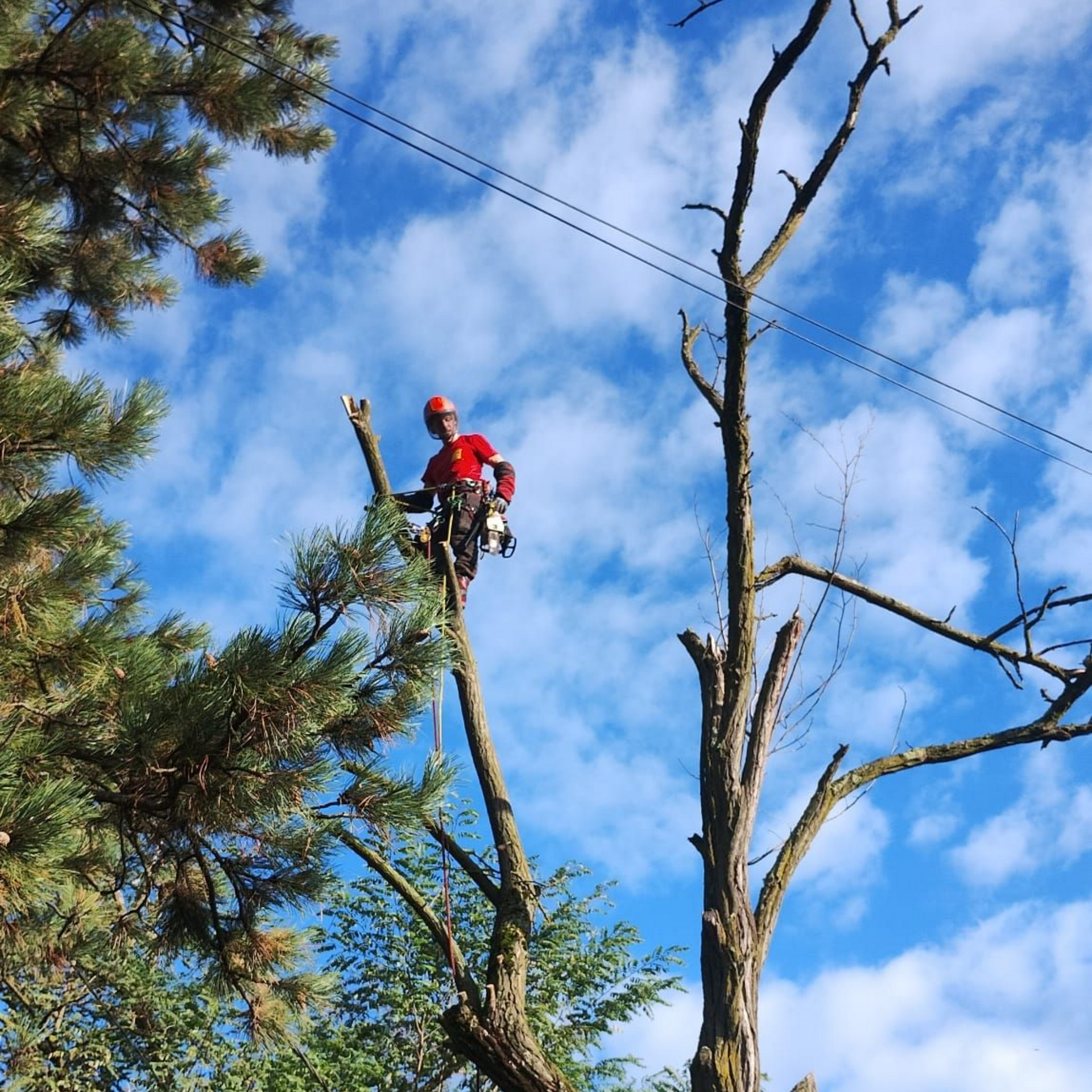 Un arboriste en tenue rouge taille un grand arbre sur fond de ciel bleu nuageux.