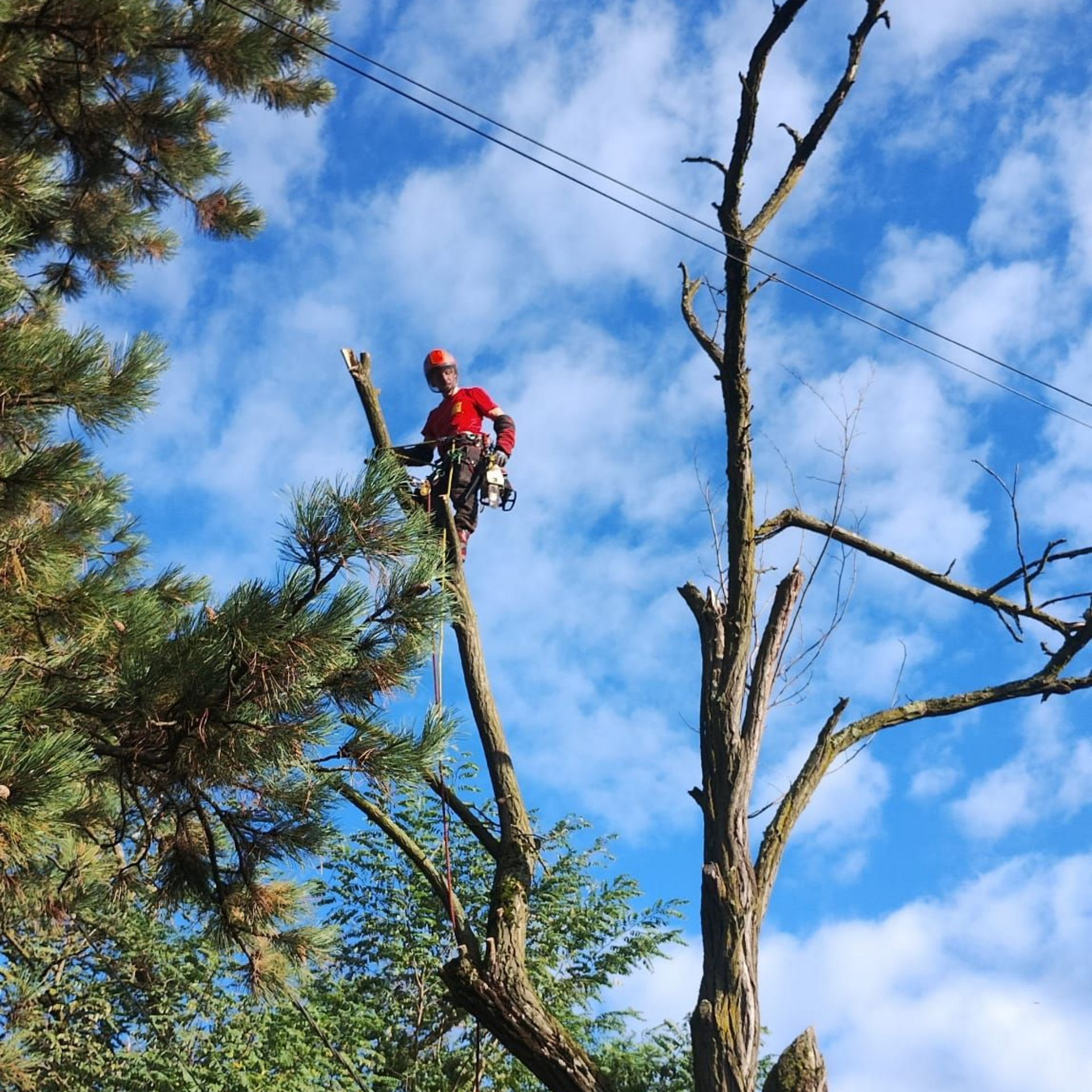 Deux grimpeurs en tenue rouge, perchés sur un grand arbre, taillent des branches sur fond de ciel bleu.