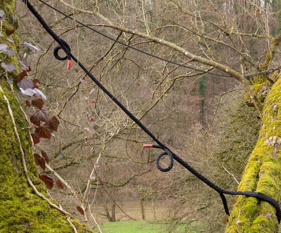 Canopée d'arbres recouverte de mousse et baignée de soleil, dont les branches s'étendent dans une forêt verdoyante