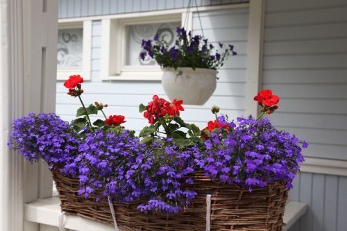 Kukkia talon terassilla