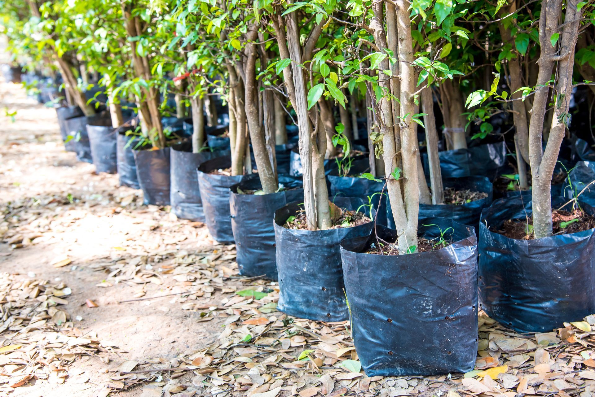 Arbres en pot, près à être plantés