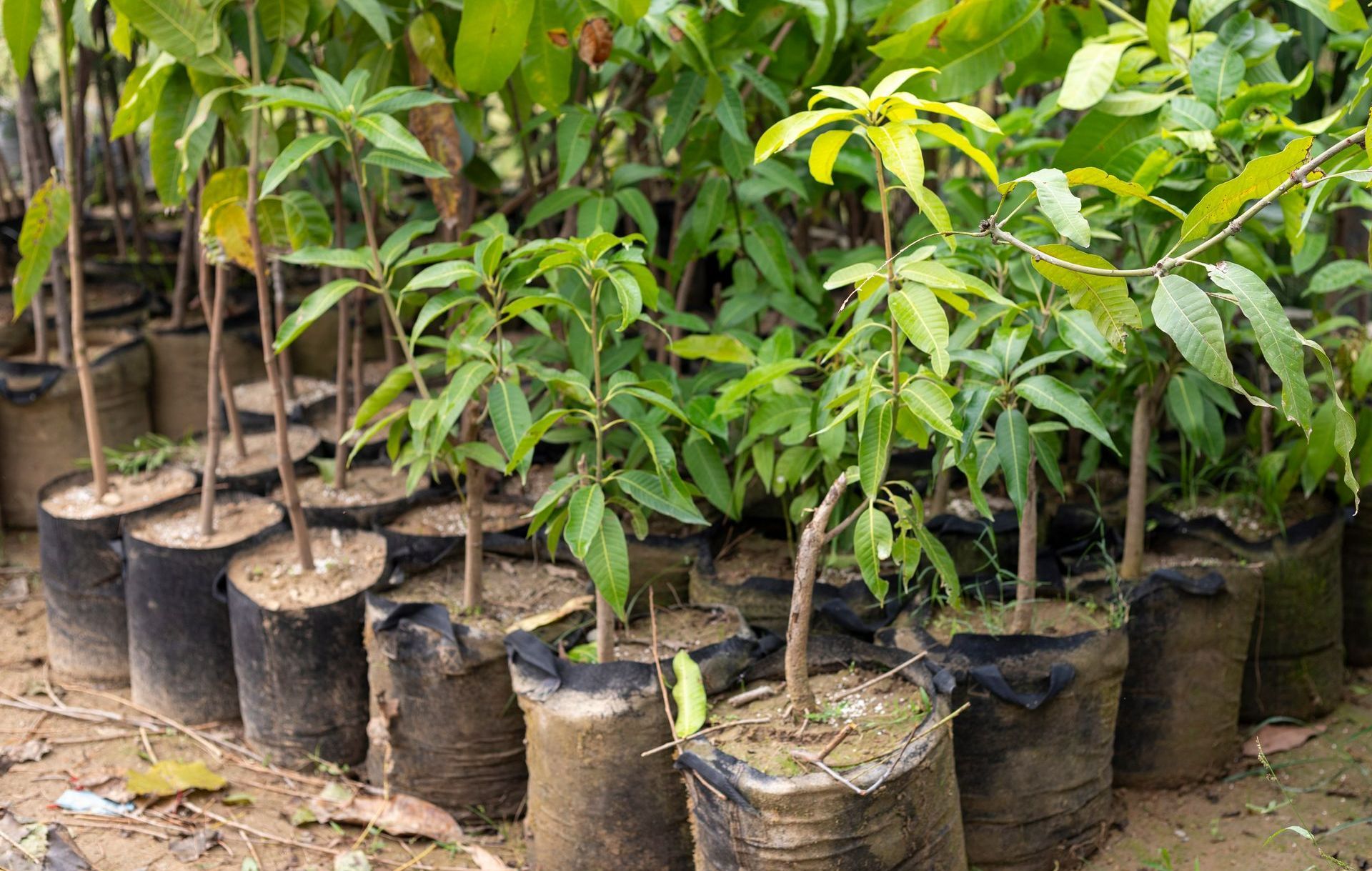 Plants de manguiers