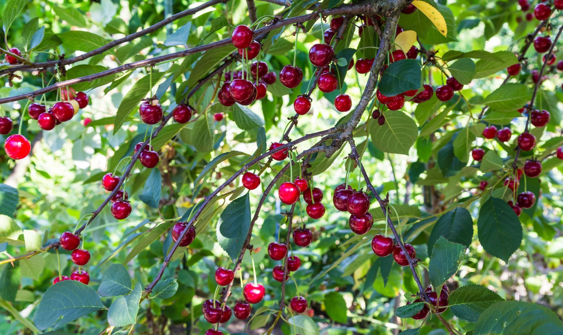 Cerisier avec plein de cerises