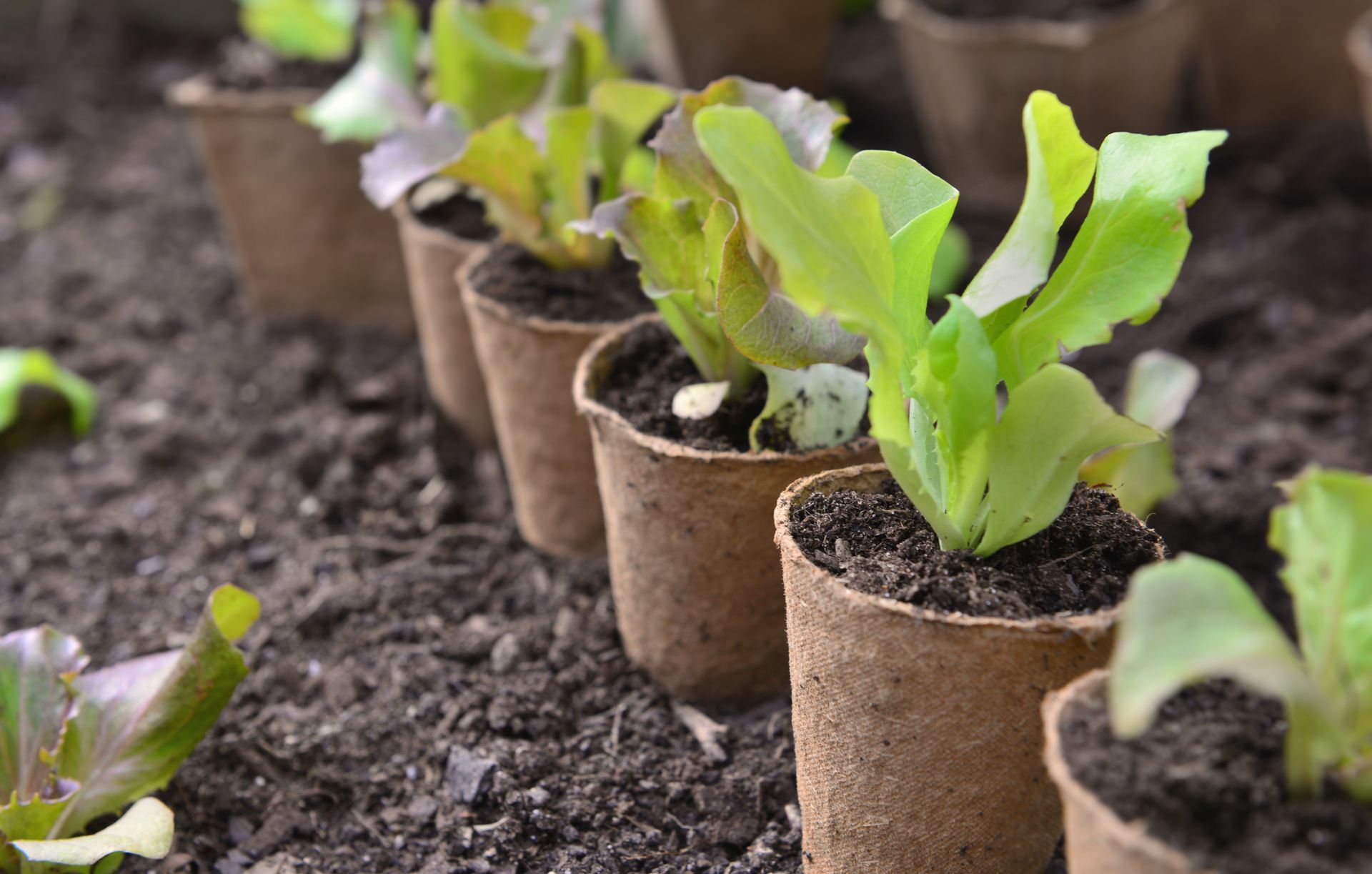 Jeunes plants de salades