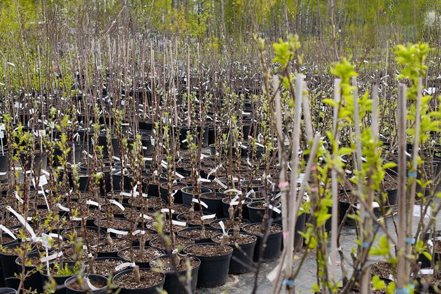 Arbres et arbustes d'ornement : plantation, taille - Gamm vert