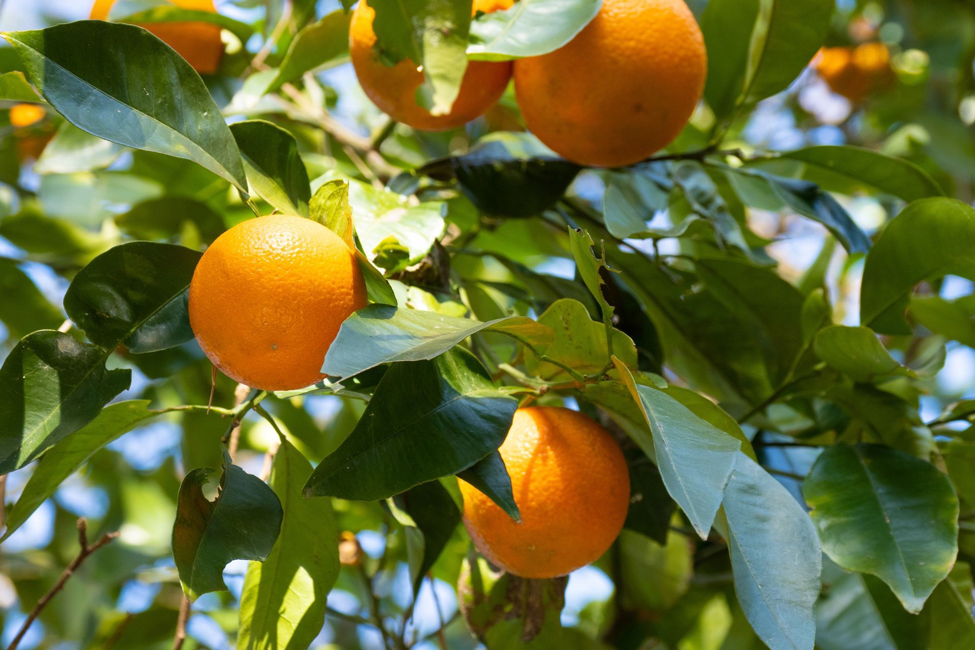 Un oranger avec plusieurs oranges mûres