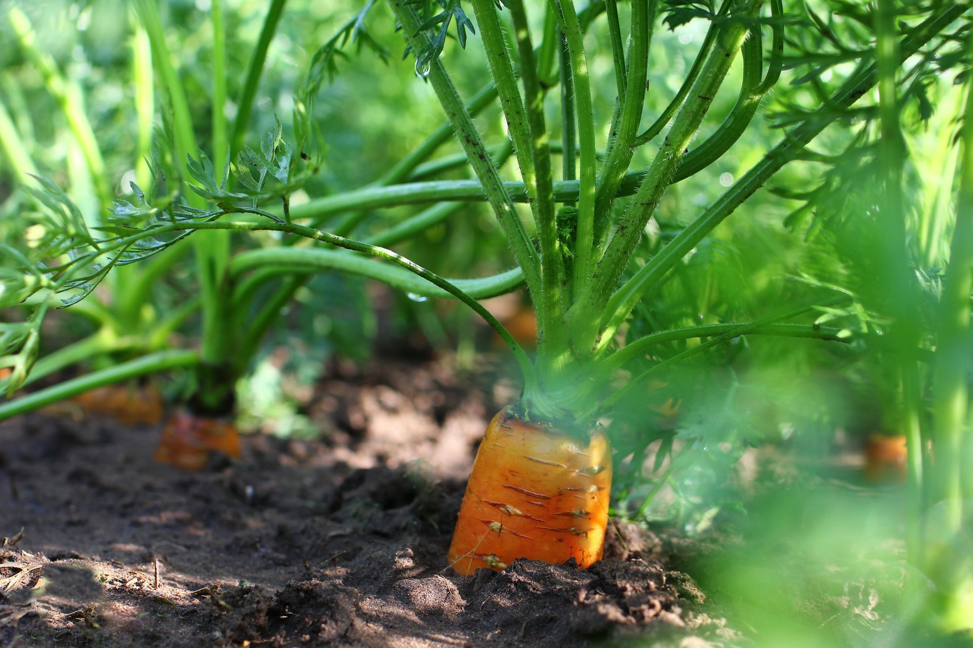 Plants de carottes