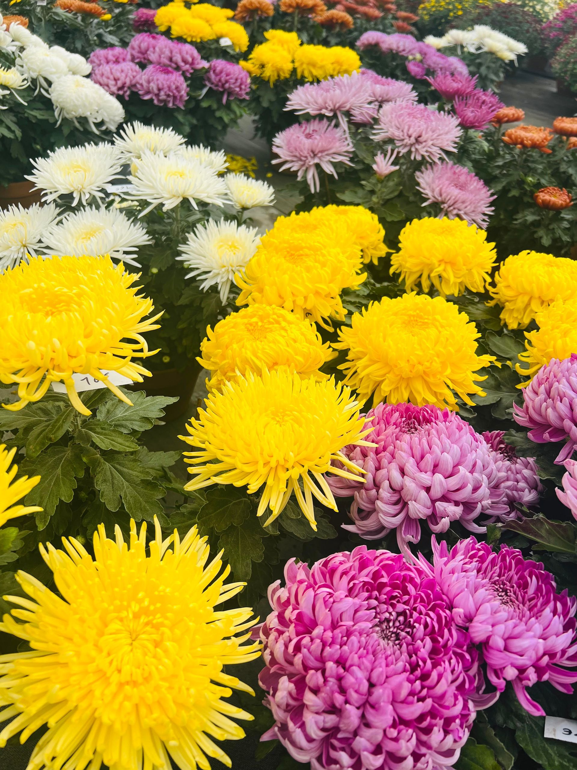 Chrysanthèmes jaunes et violets en pleine floraison, apportant des teintes chaudes et vibrantes à l’automne.