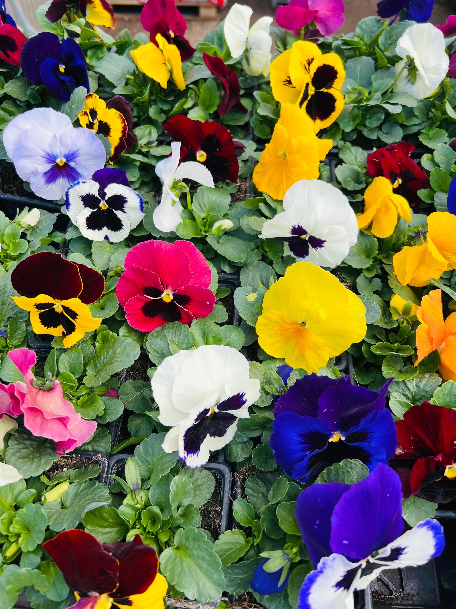 Collection de pensées multicolores, du jaune au violet, ajoutant de la diversité aux parterres fleuris.