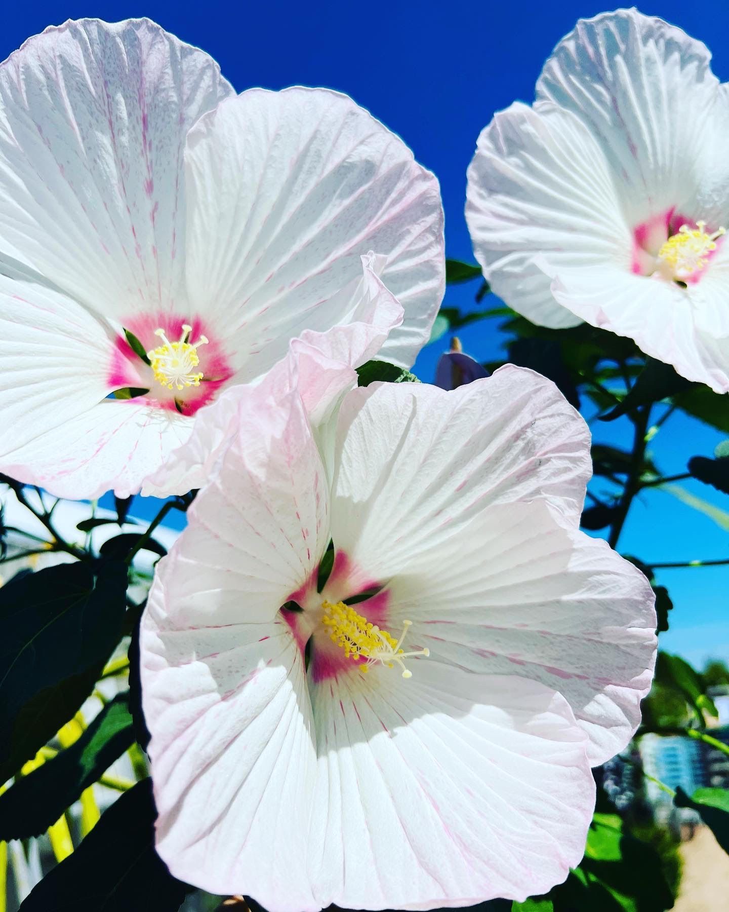 Grandes fleurs blanches d'hibiscus en pleine floraison, ajoutant une touche exotique au jardin.