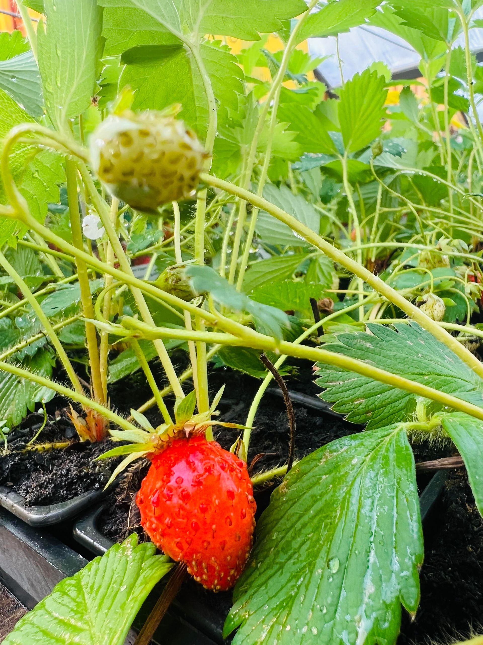 Fraise mûre prête à être récoltée, accrochée à son plant